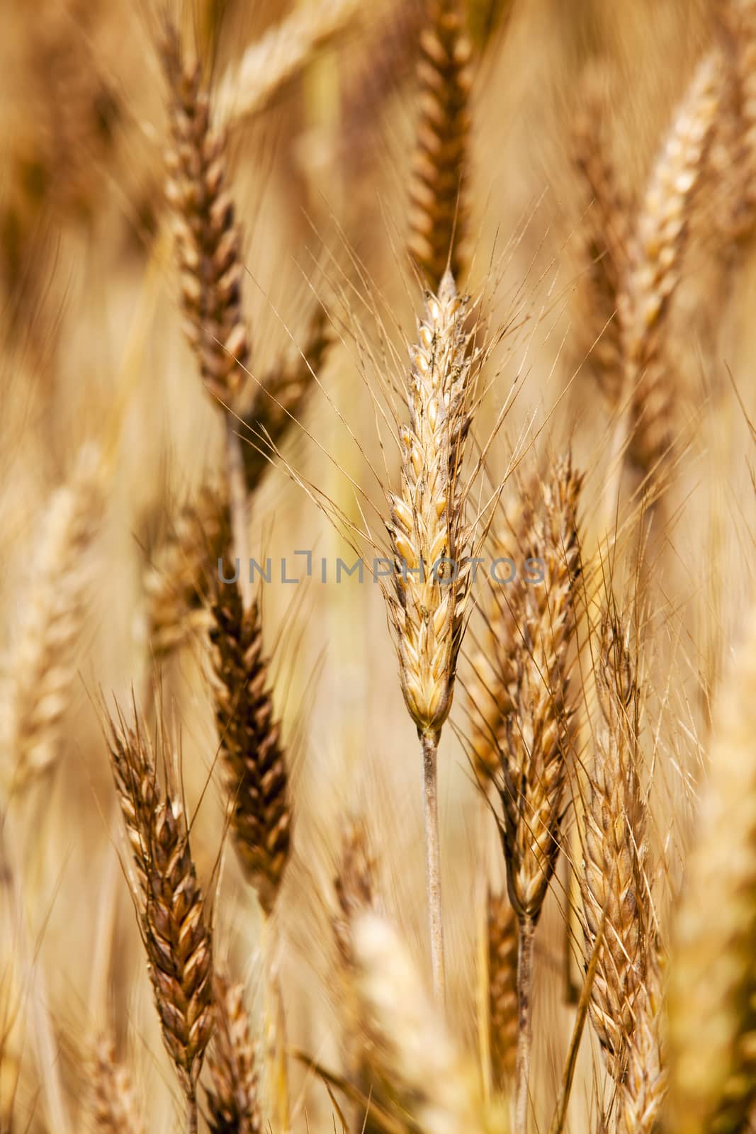  an ear of a mature rye. photo close up, small depth of sharpness