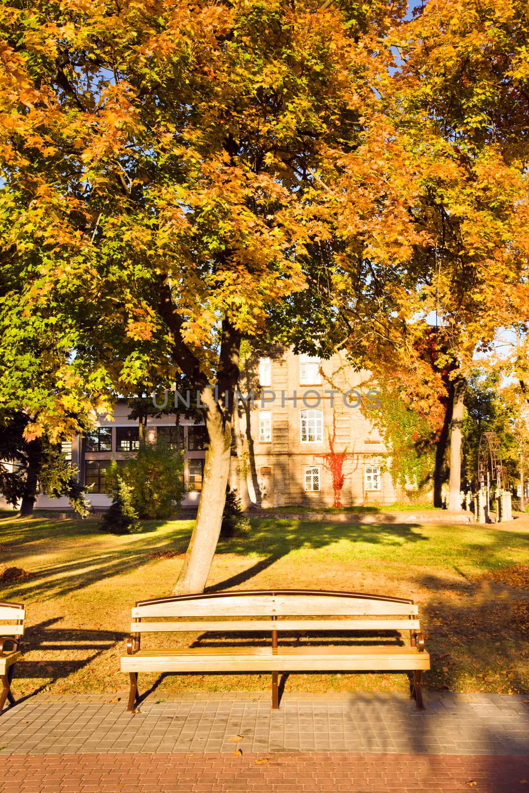 deciduous trees growing in the autumn of the year