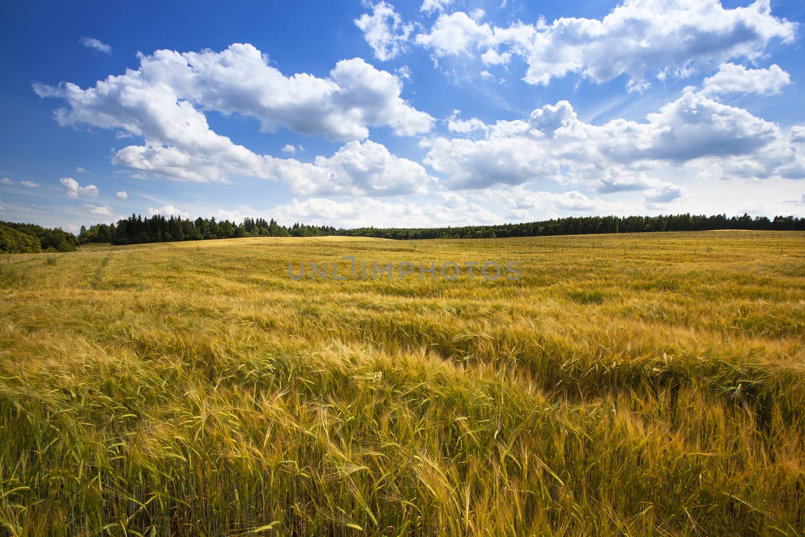 agricultural field where grown cereals