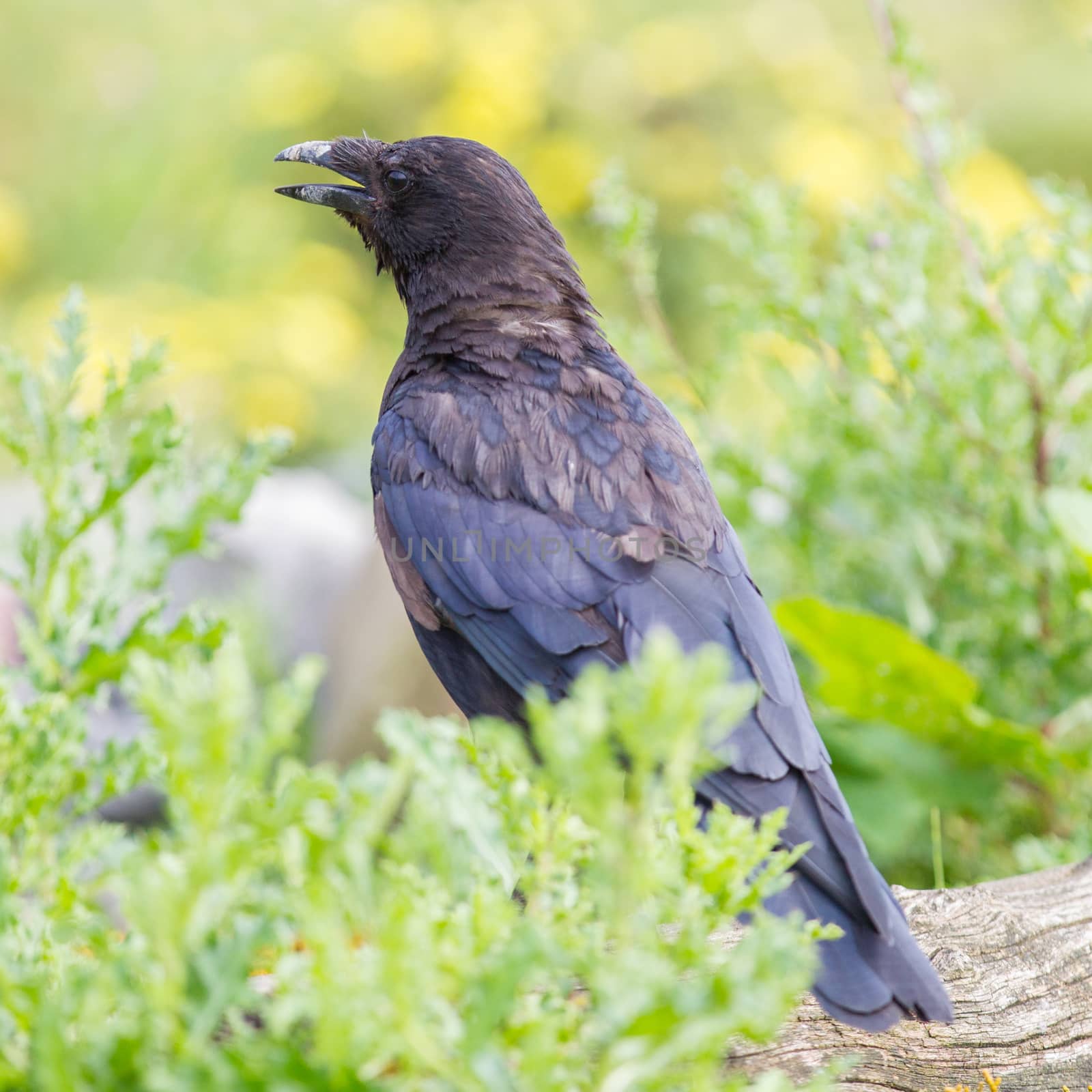 Black Crow by michaklootwijk