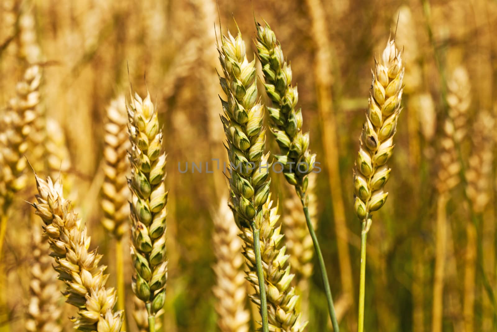   the ears of a turning green rye photographed by a close up