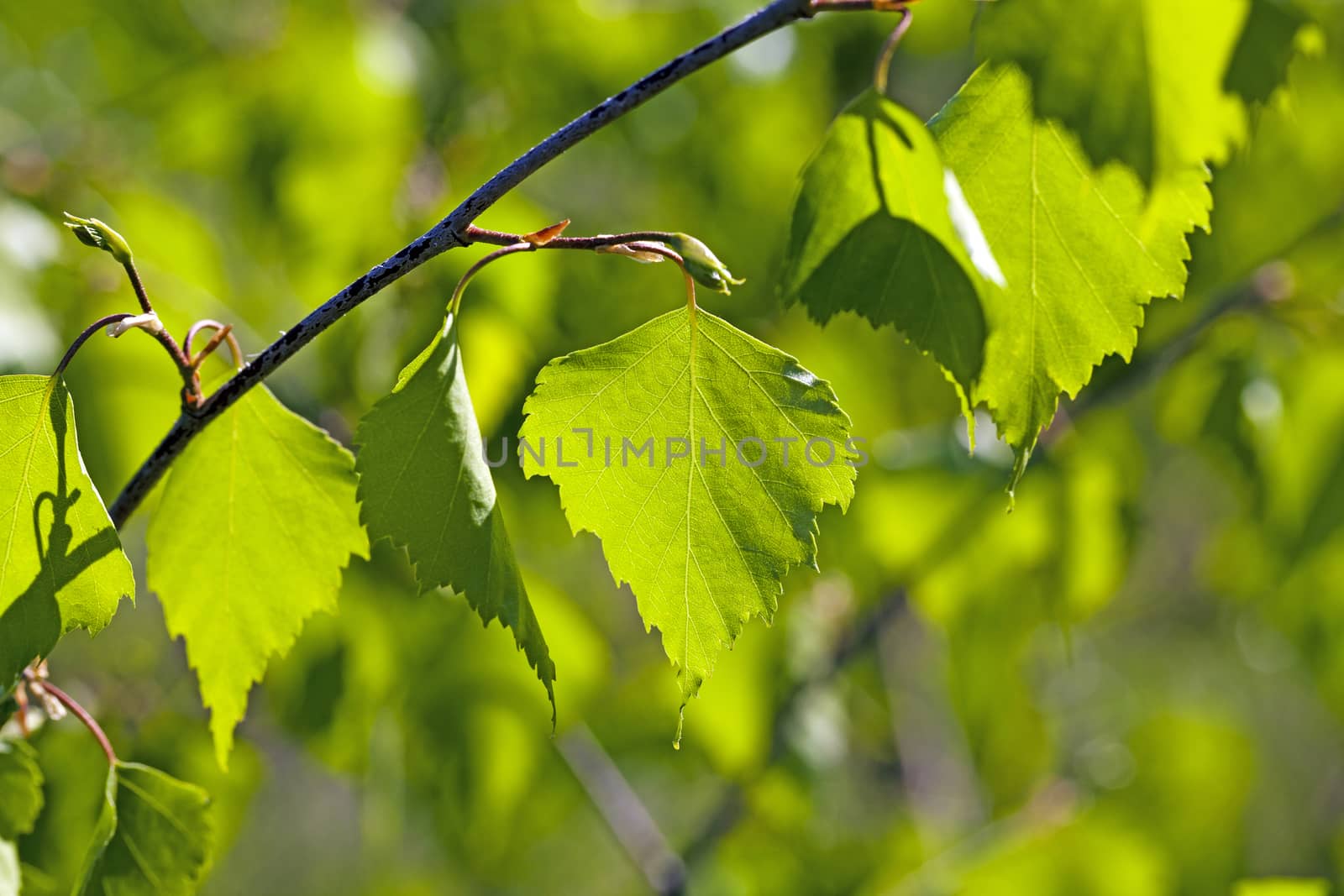  the green leaves of a birch photographed by a close up. small depth of sharpness, sunlight behind a tree