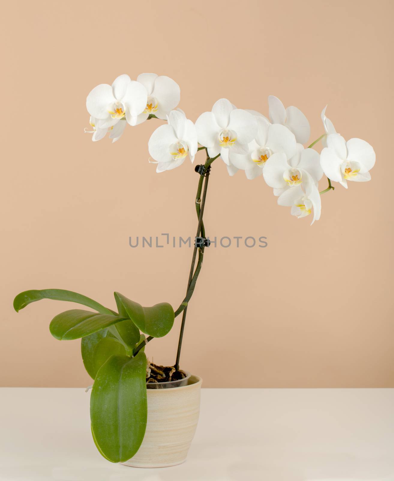 romantic branch of white orchid on beige background