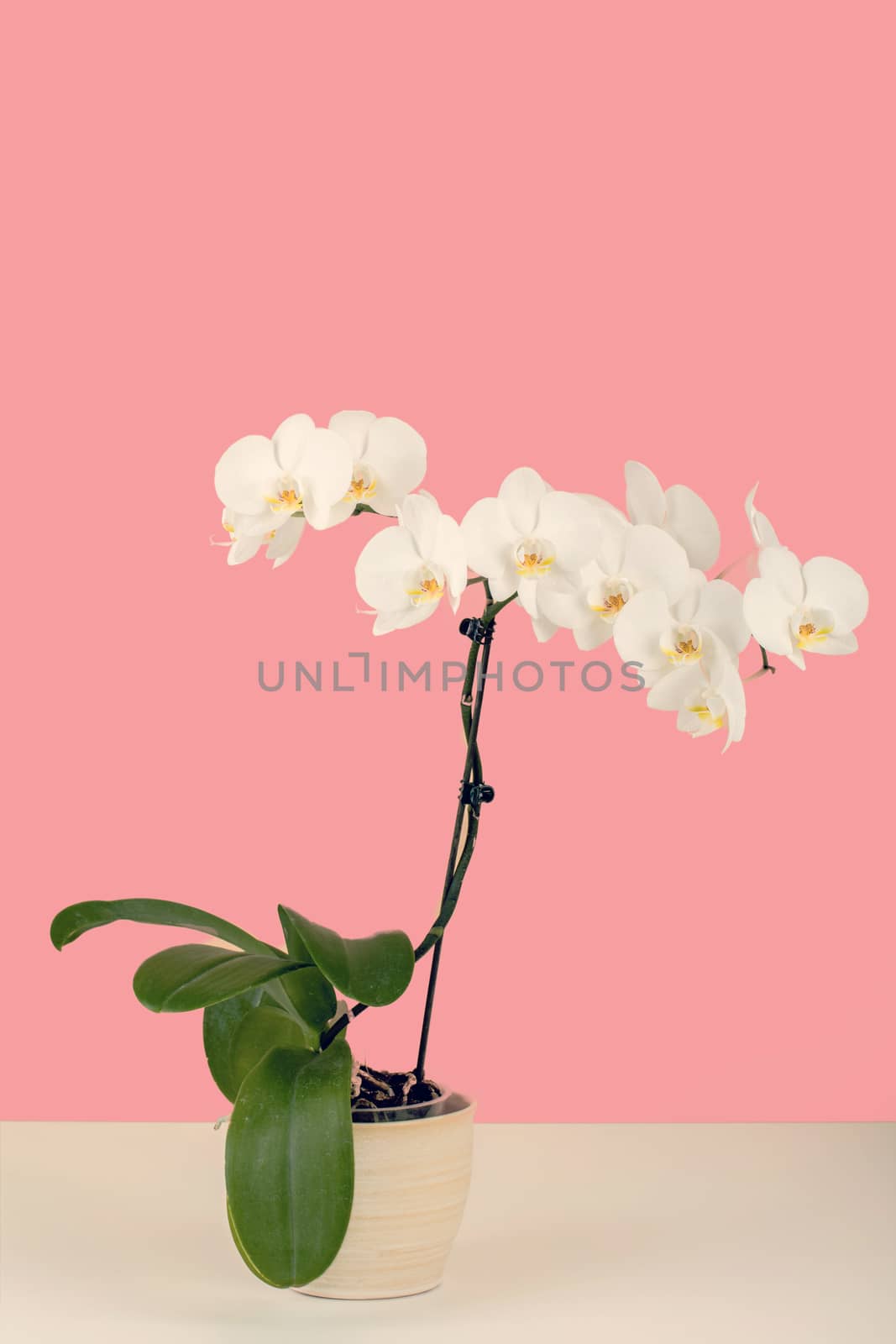 paste color romantic branch of white orchid on beige background by artush