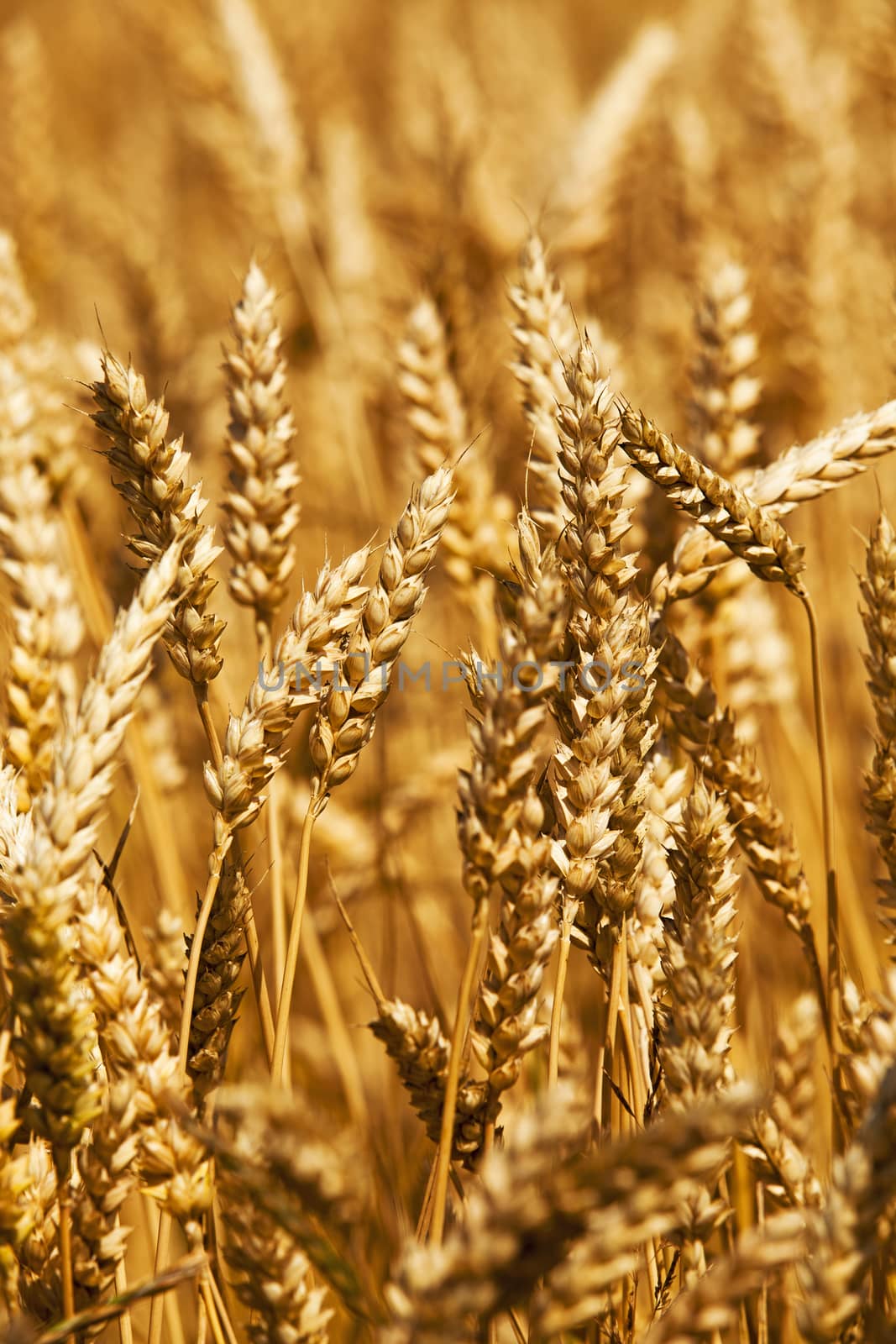  the photo a close up of ears of a rye. small depth of sharpness