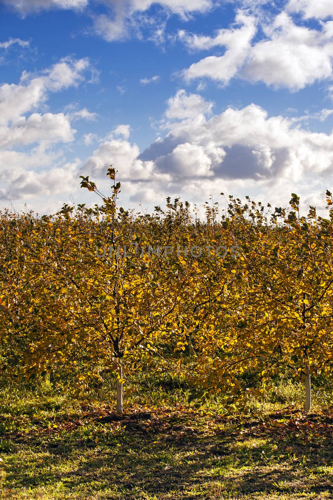 apple-tree garden -  in a winter season