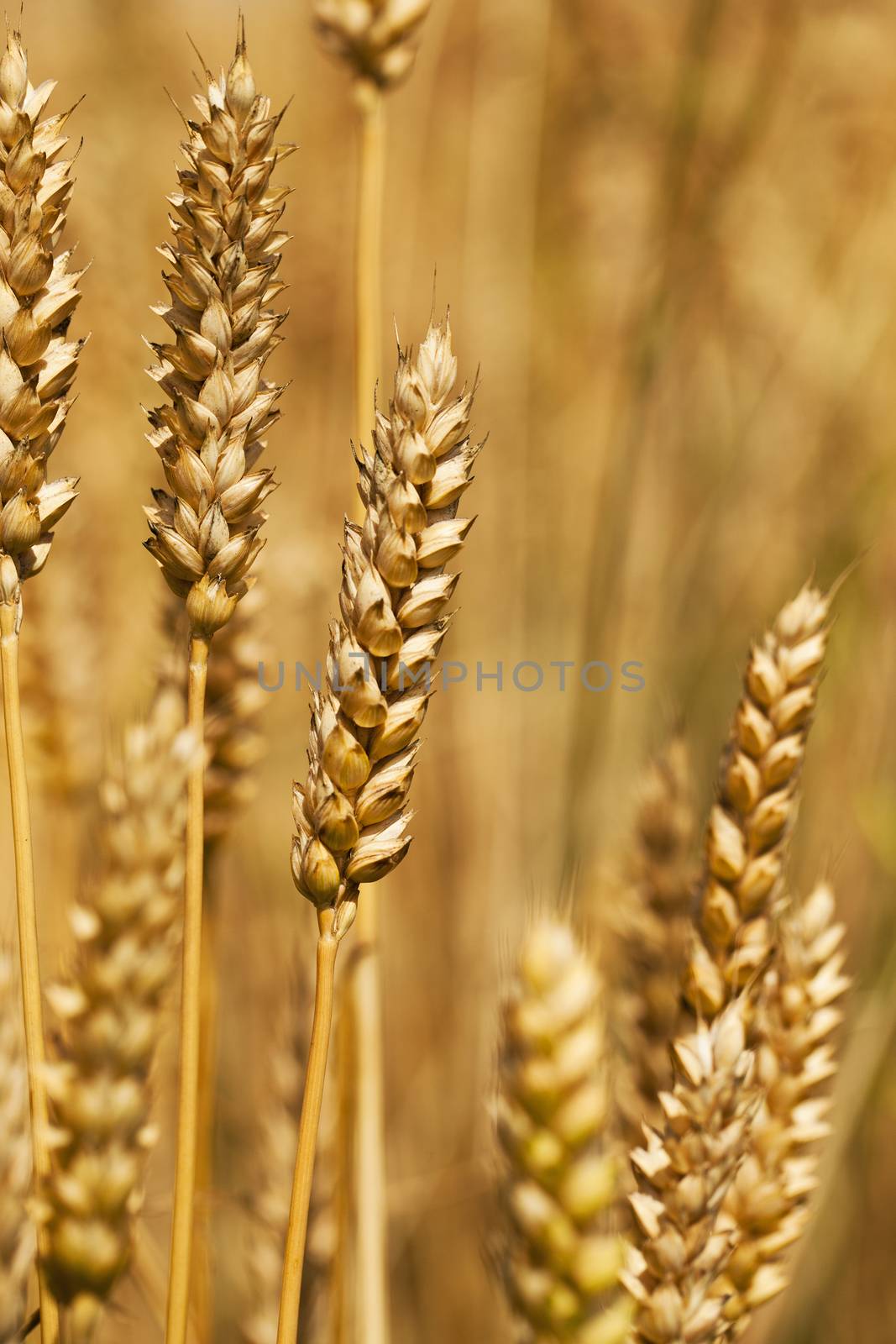 field, on which grow grain during harvest company