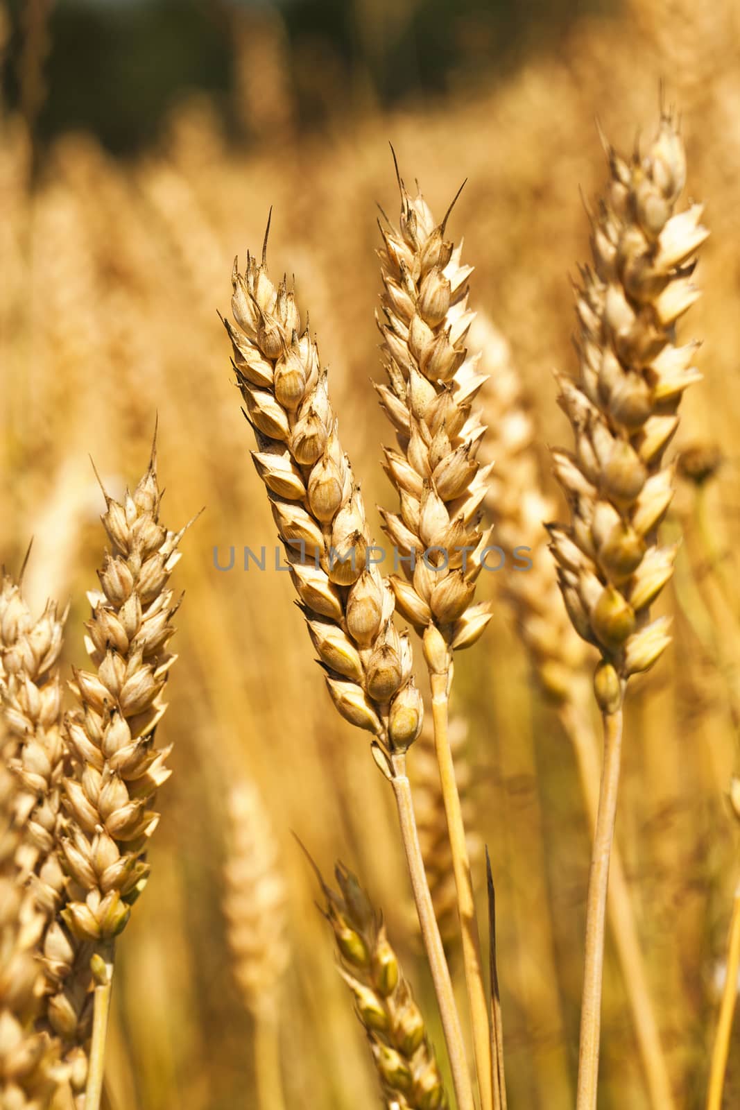  ear of a mature rye. photo close up, small depth of sharpness