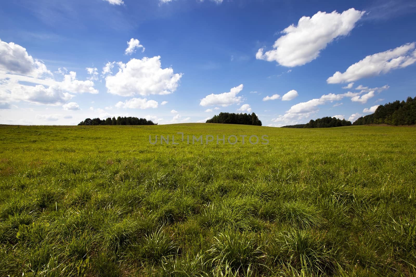 agricultural field where grow green unripe grains