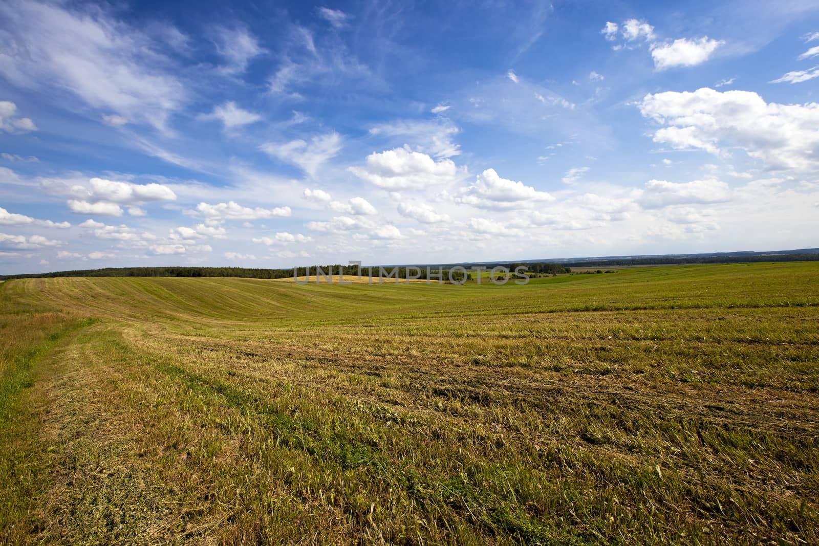 agricultural field where grow green unripe grains