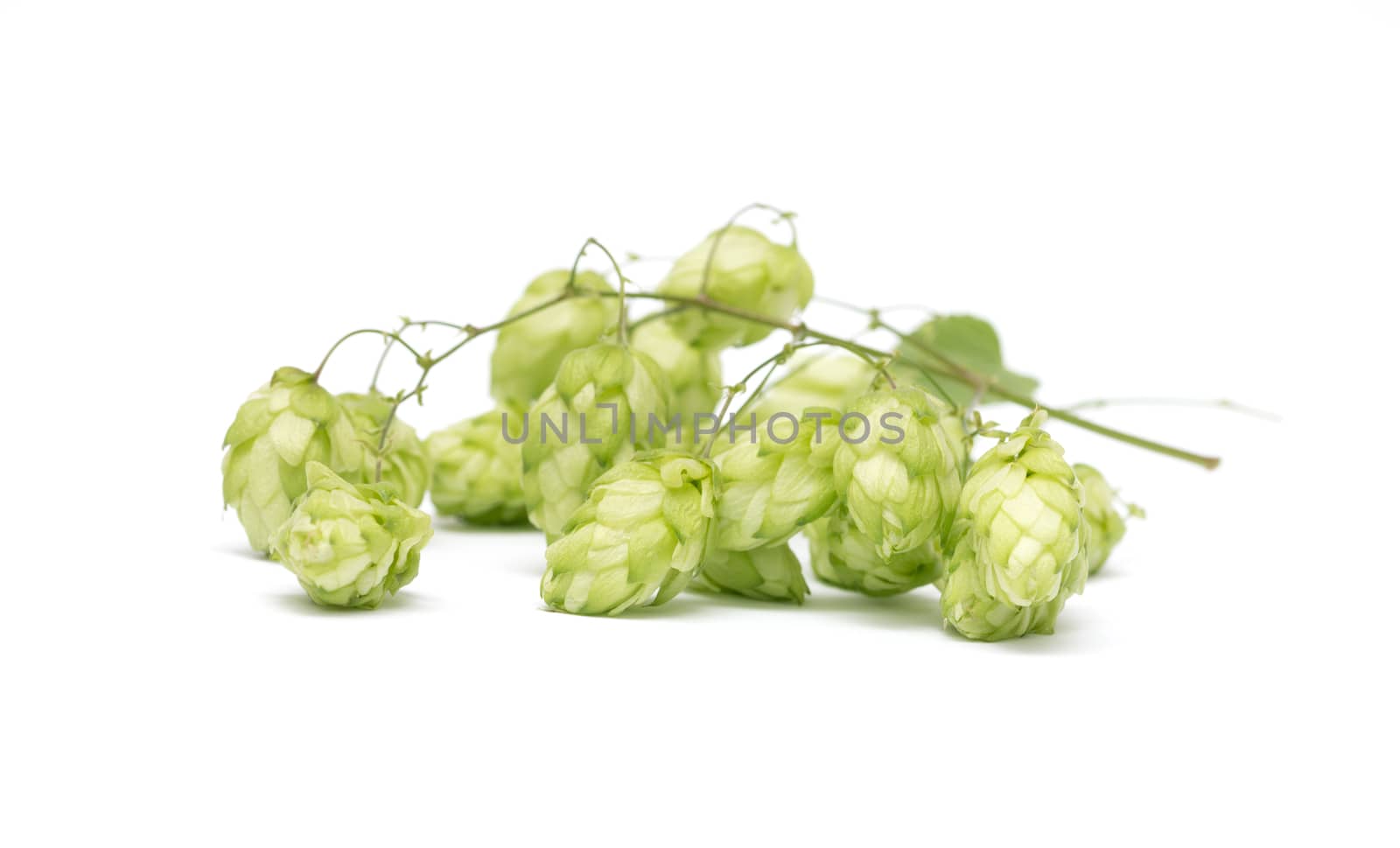 hop cones on a white background