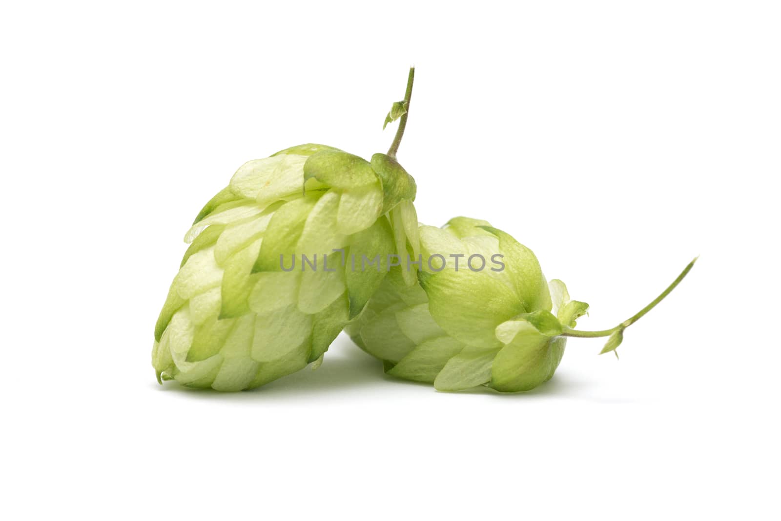 branch of hops on a white background