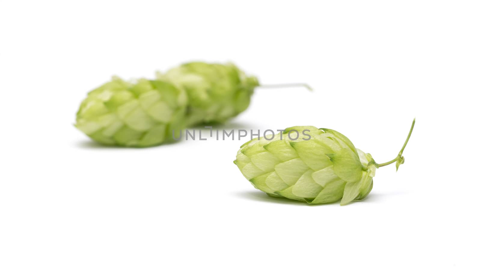 branch of hops on a white background