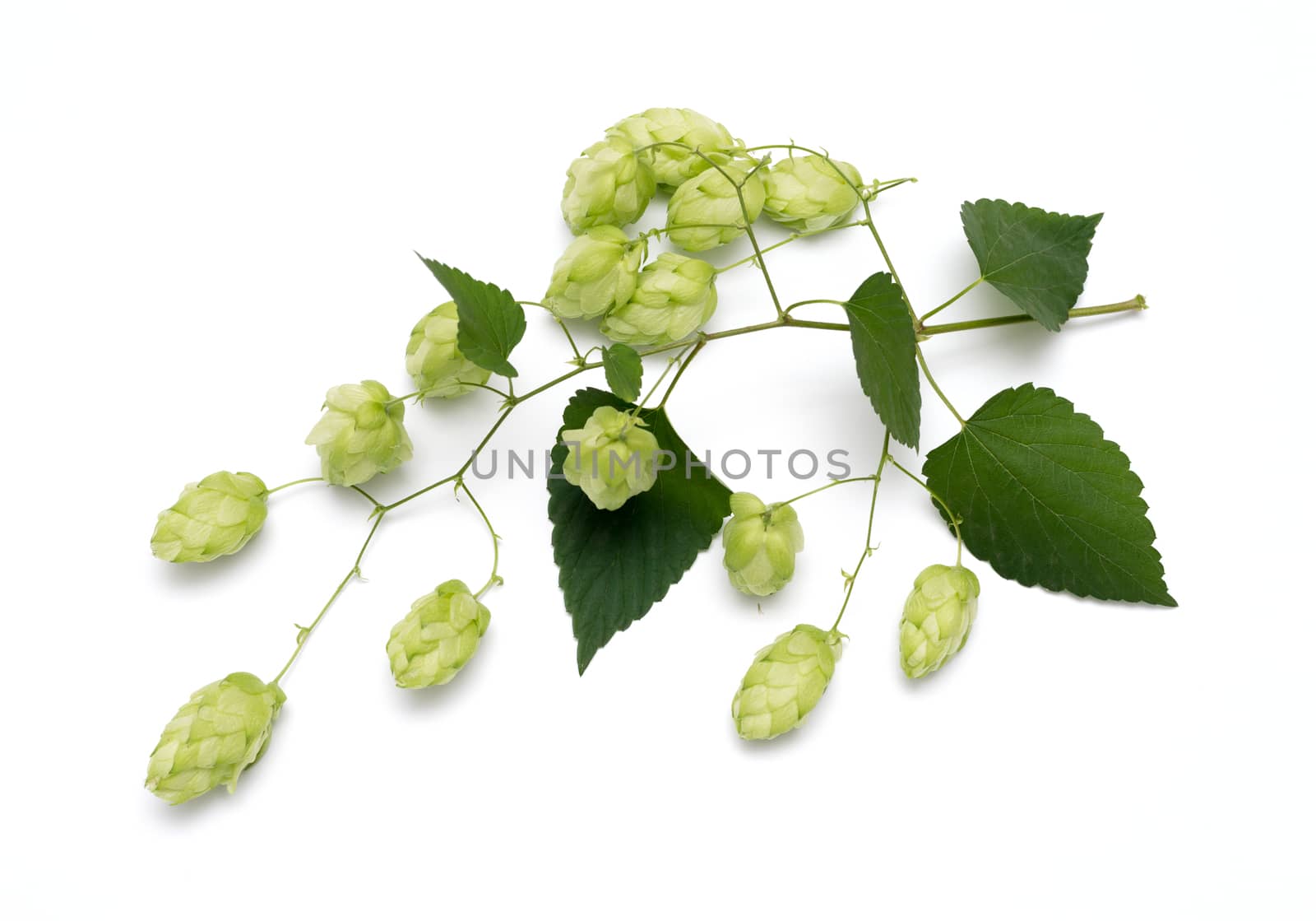 hop cones on a white background by DNKSTUDIO