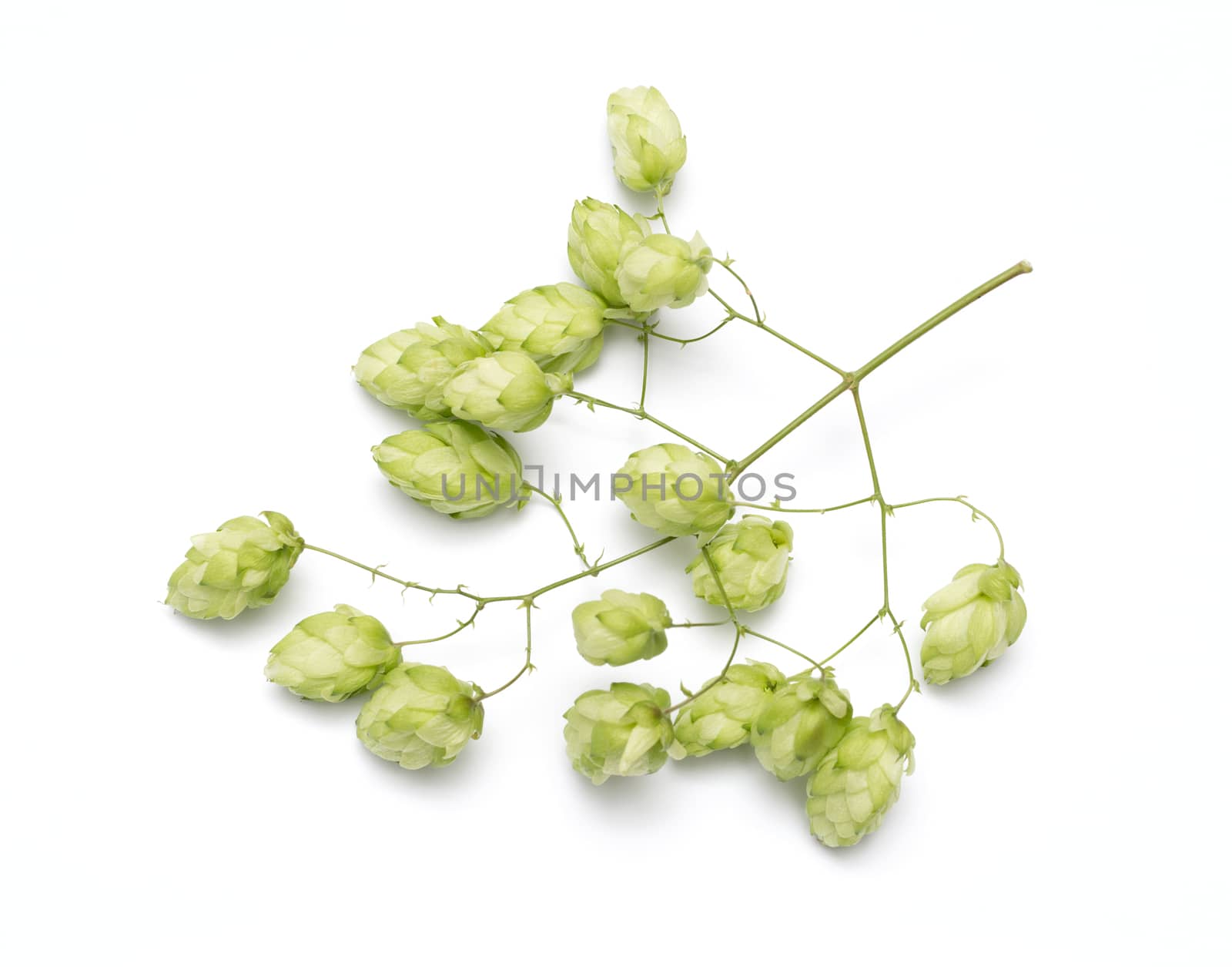 hop cones on a white background by DNKSTUDIO