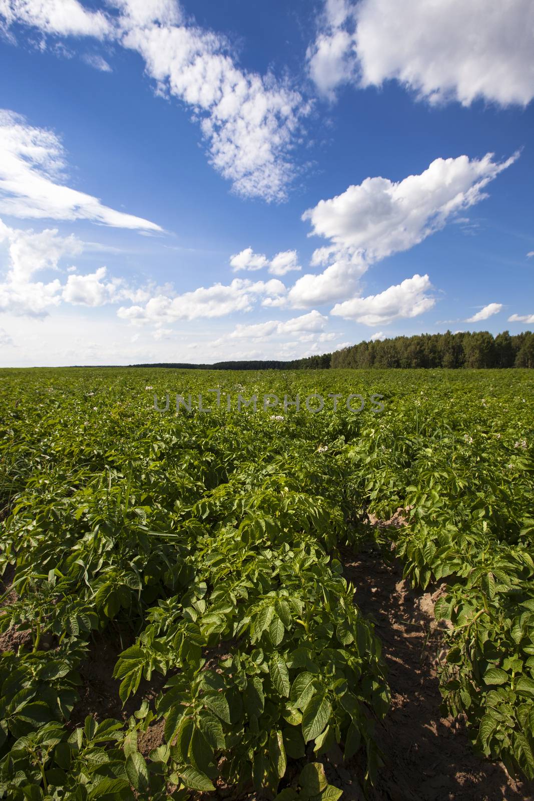 agricultural field where green potatoes 