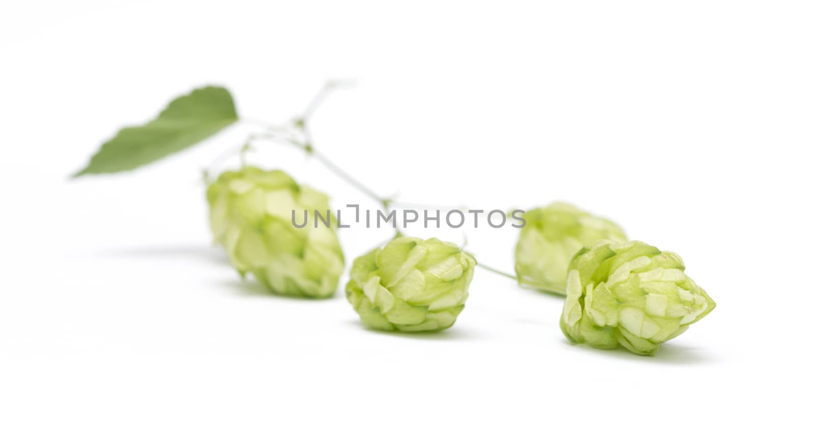 hop cones on a white background