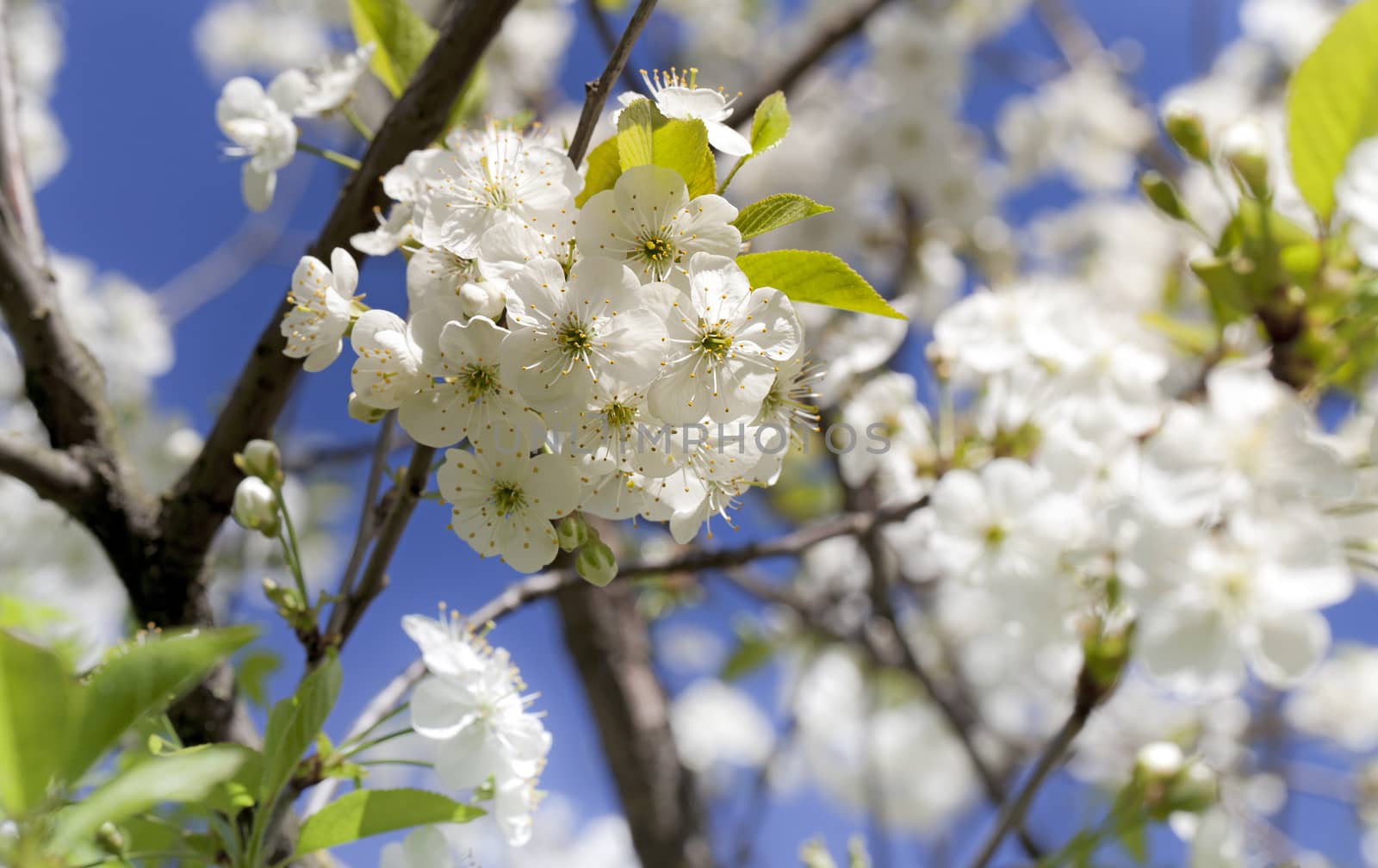  blossoming cherry in a spring season. small depth of sharpness