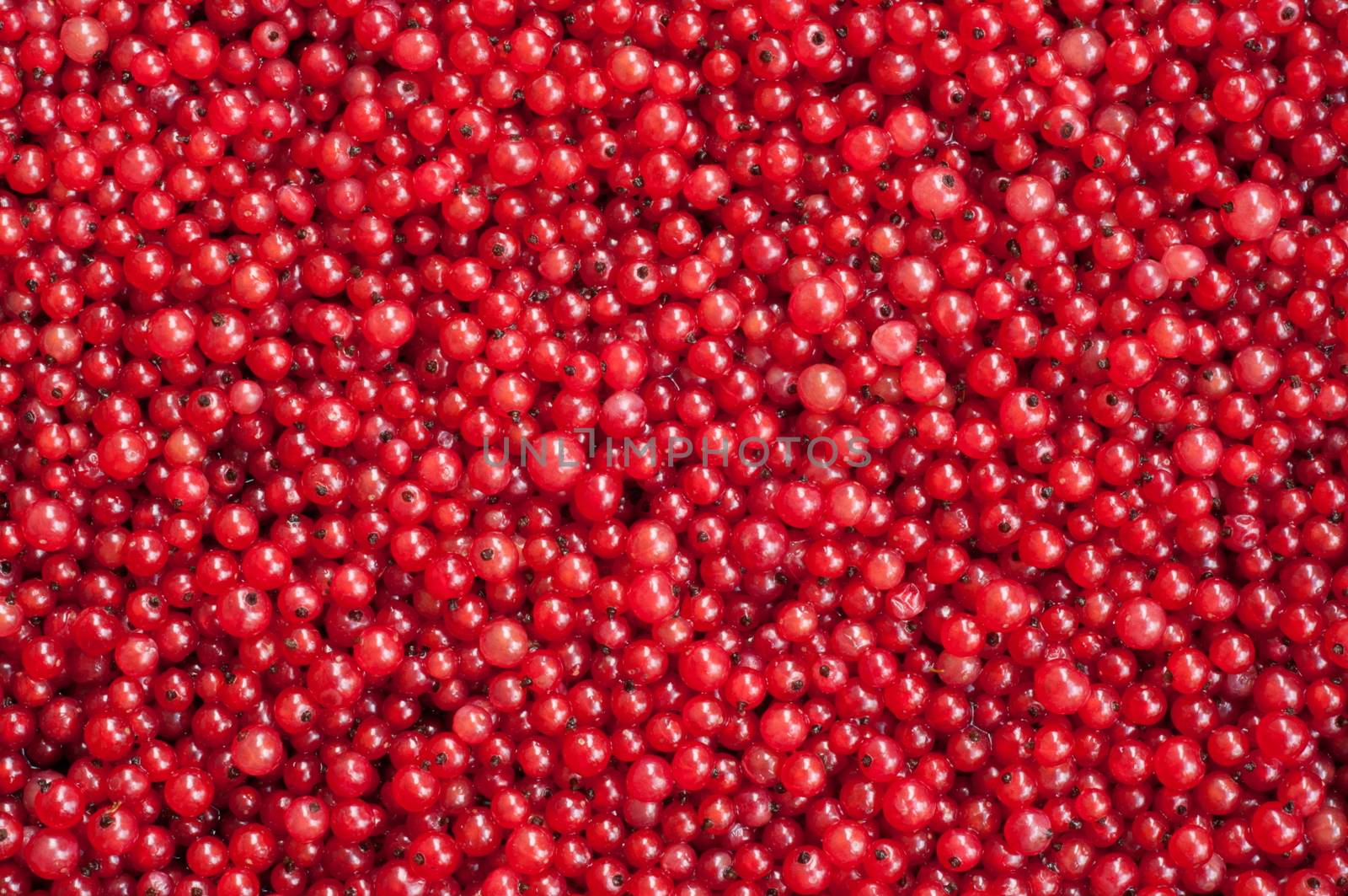 Natural Background, Red Currant Berries. Summer July, Central Russia