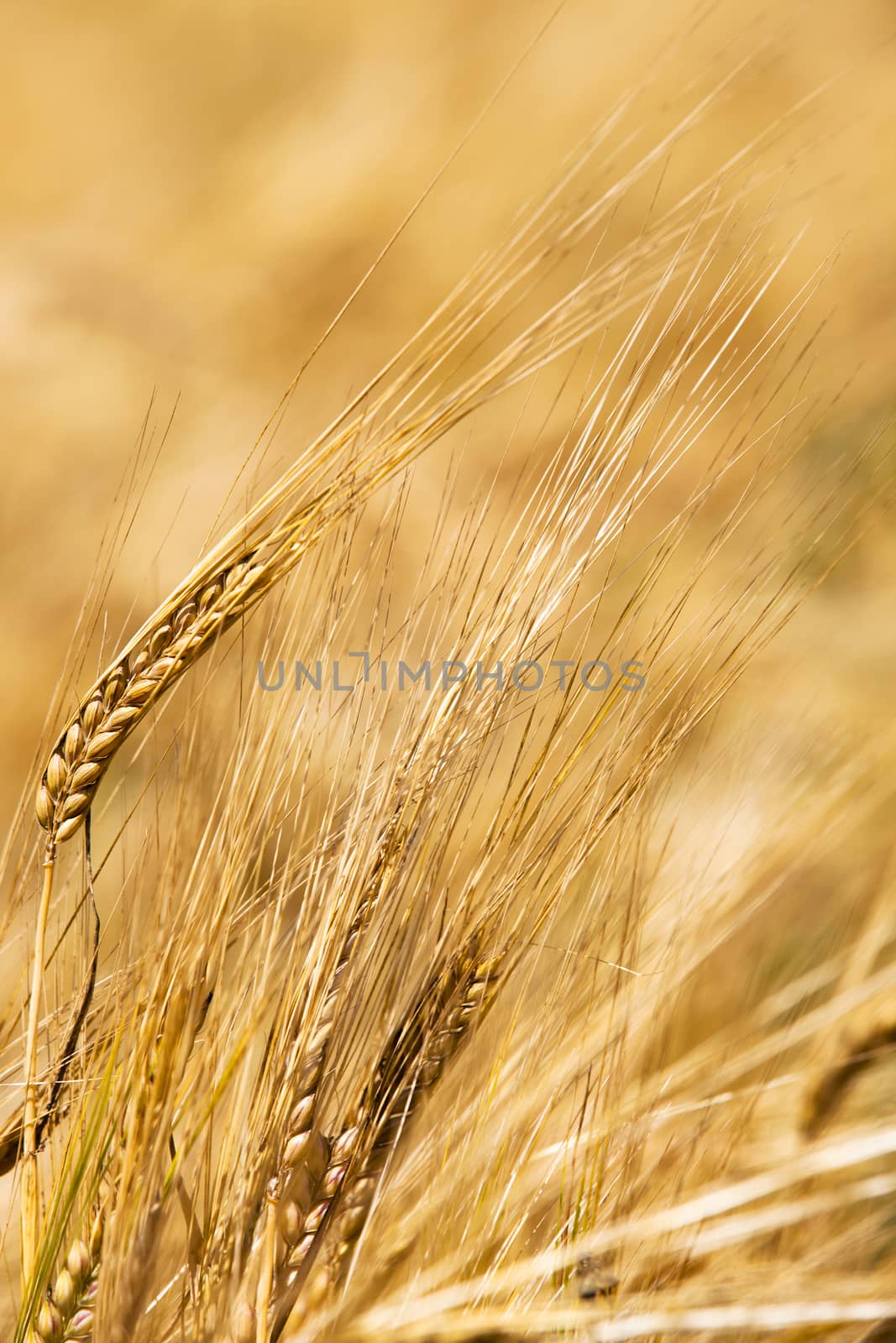 mature wheat - some ears wheat photographed by a close up. small depth of sharpness