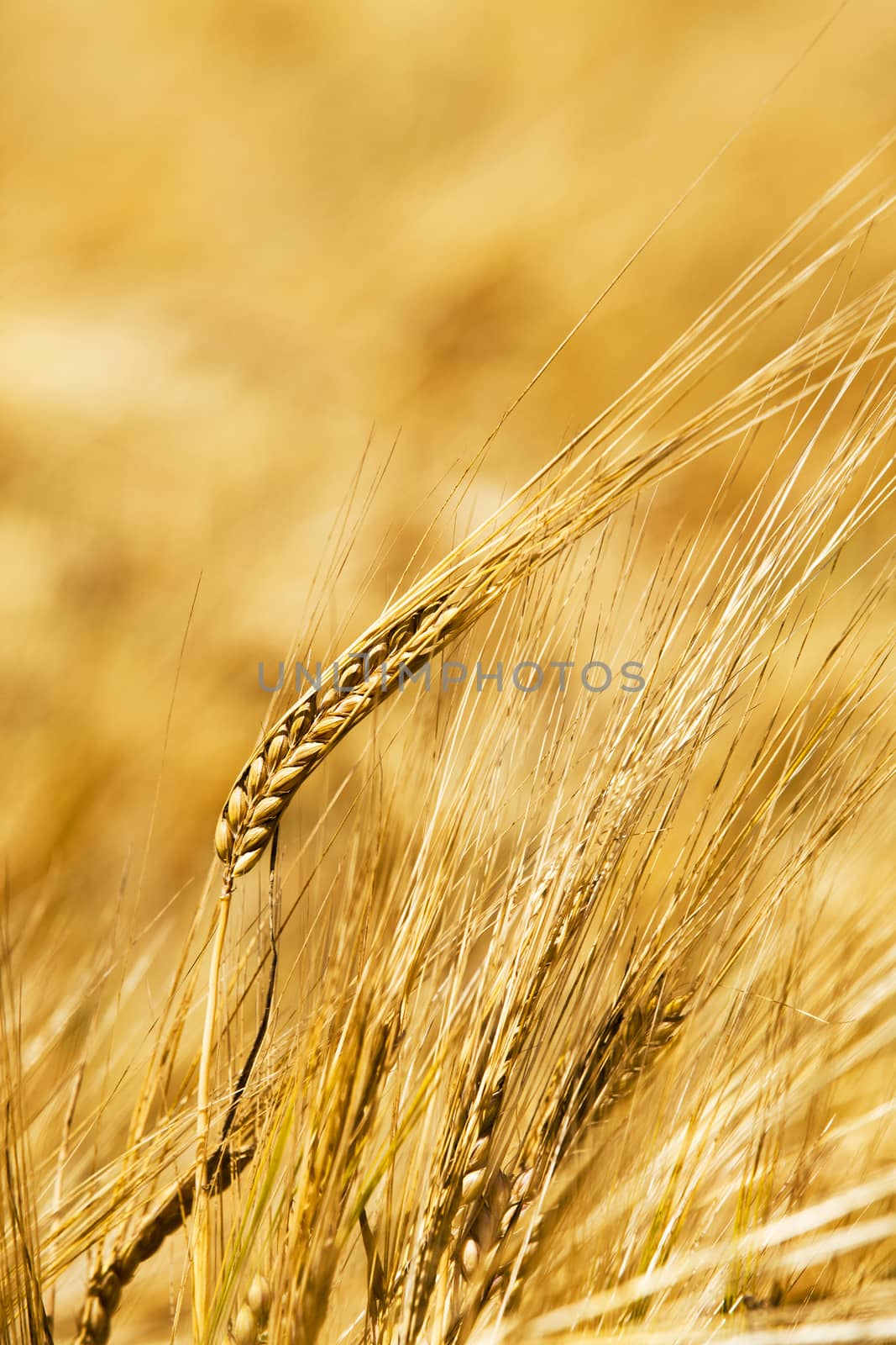  the photo a close up of ears of a rye. small depth of sharpness