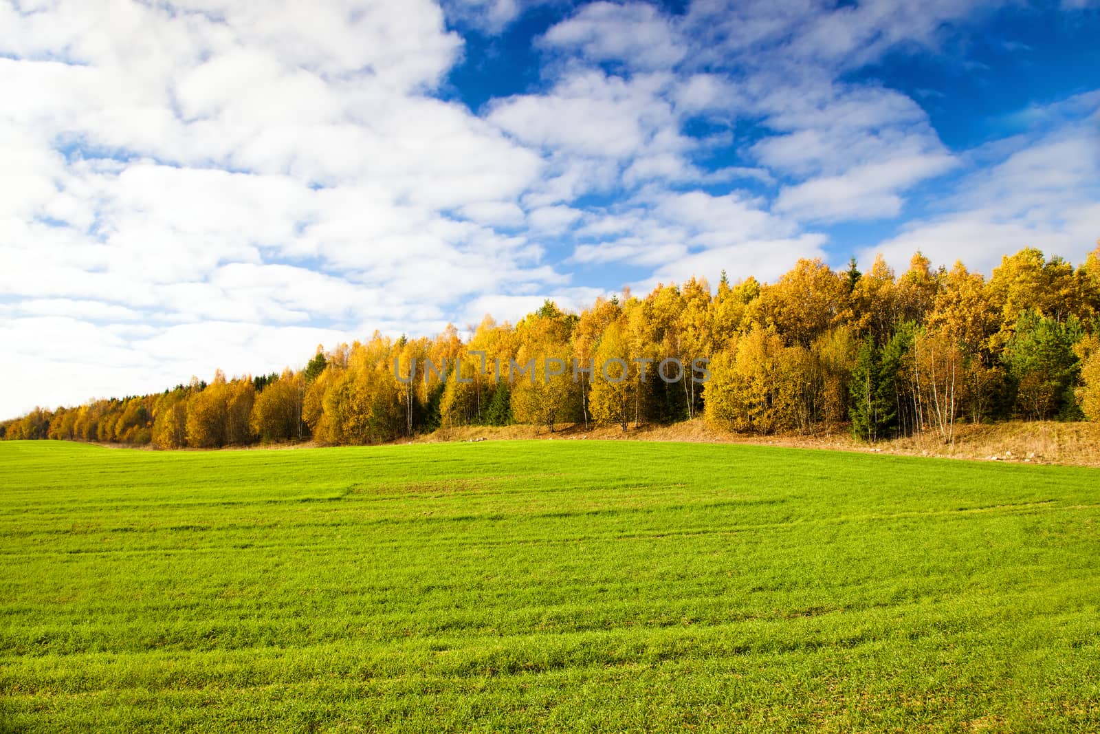 agricultural field where grow green unripe grains