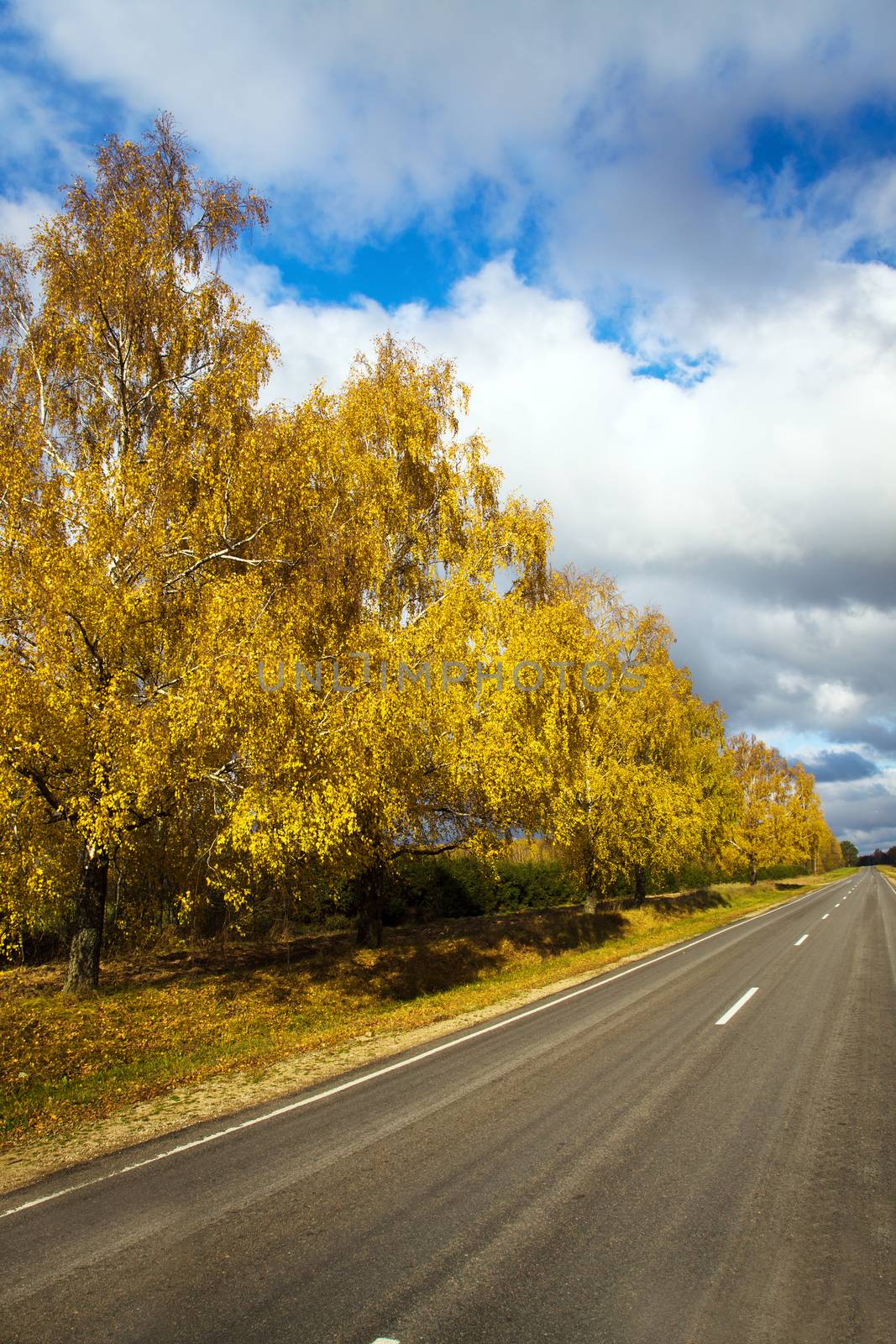  road autumn in forest,