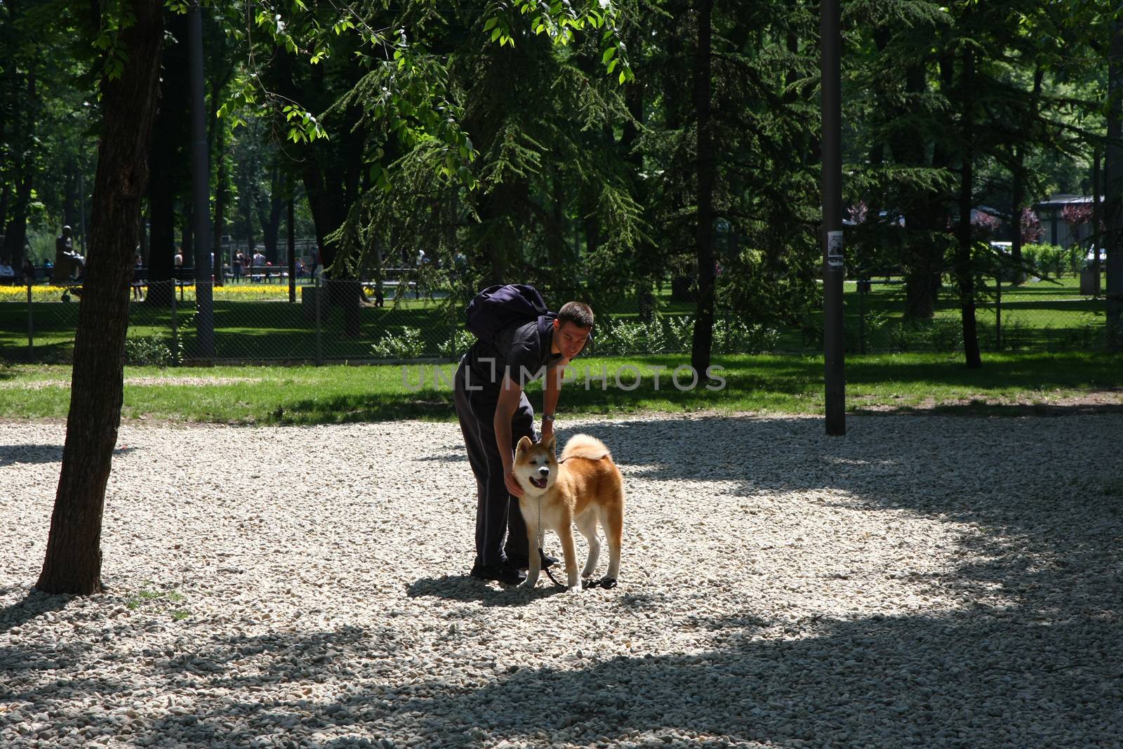 Puppy of Akita Inu posing with its owner in dog park