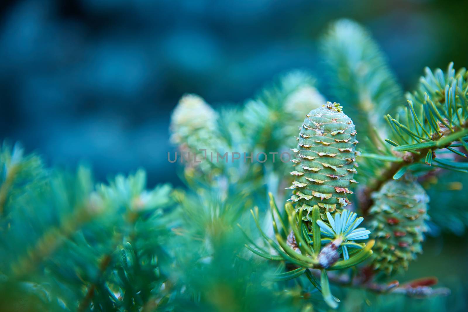 Young shoots of pine trees in the forest spring