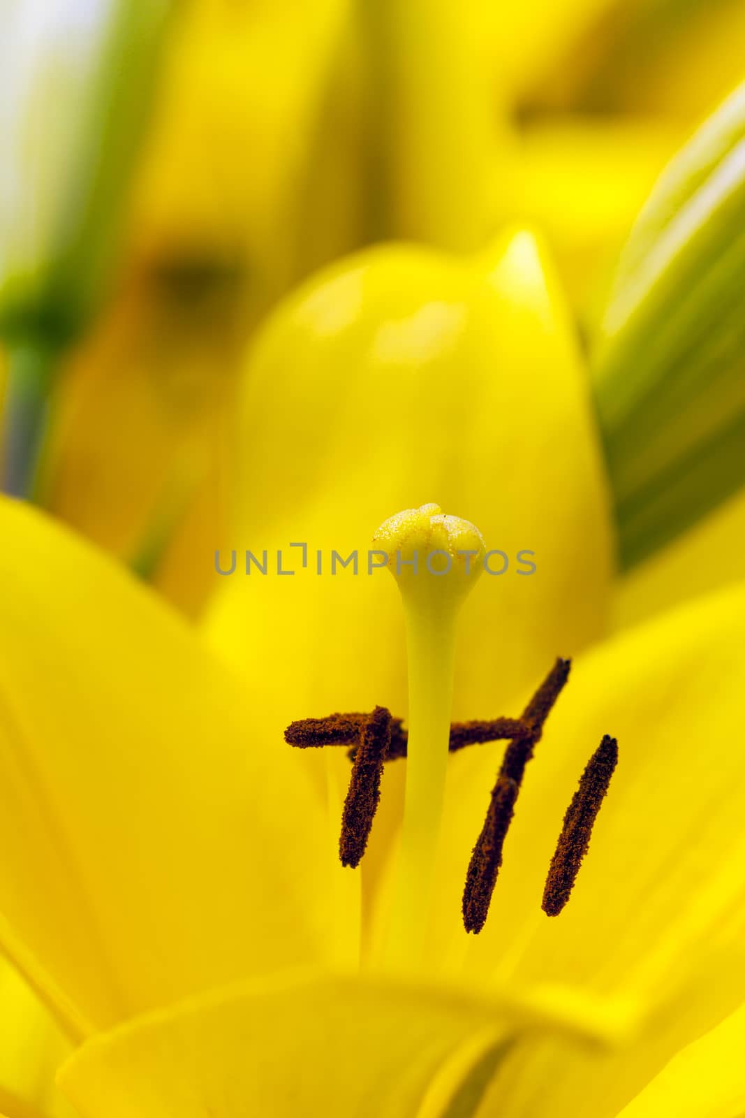   macro the photo of a yellow lily. small depth of sharpness