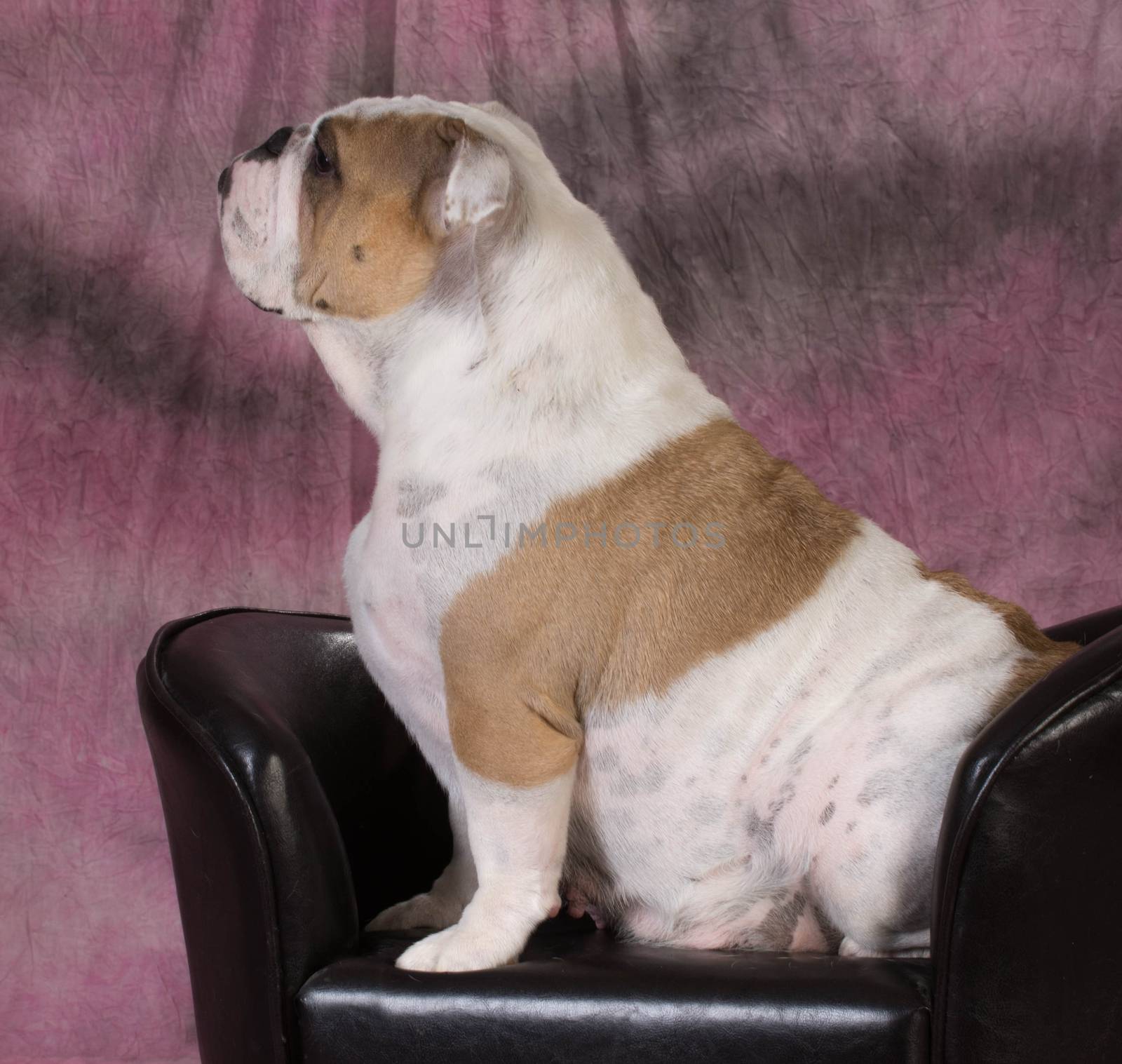 female bulldog sitting on leather couch - 4 years old