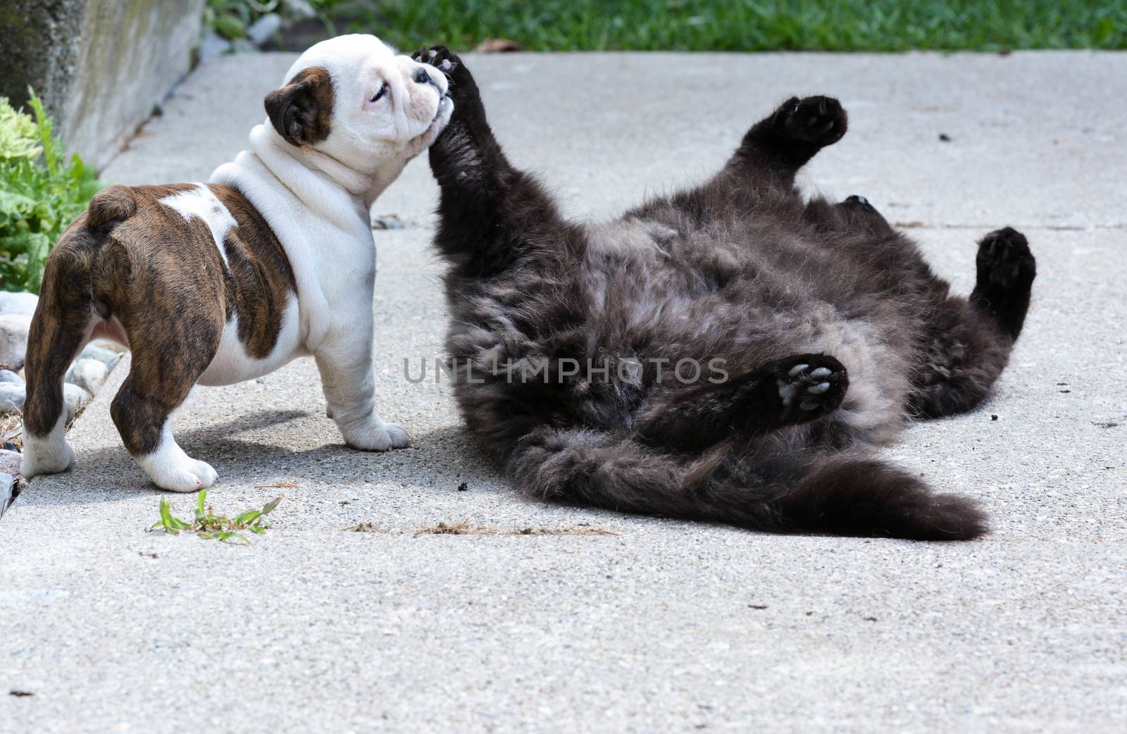 bulldog puppy and cat playing outside