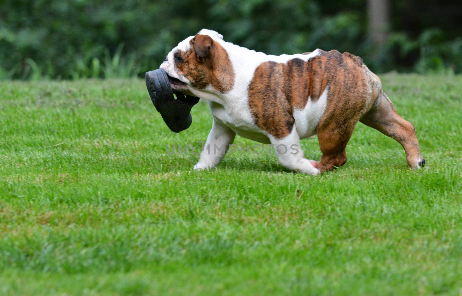 puppy running with shoe in mouth outside in the grass - bulldog