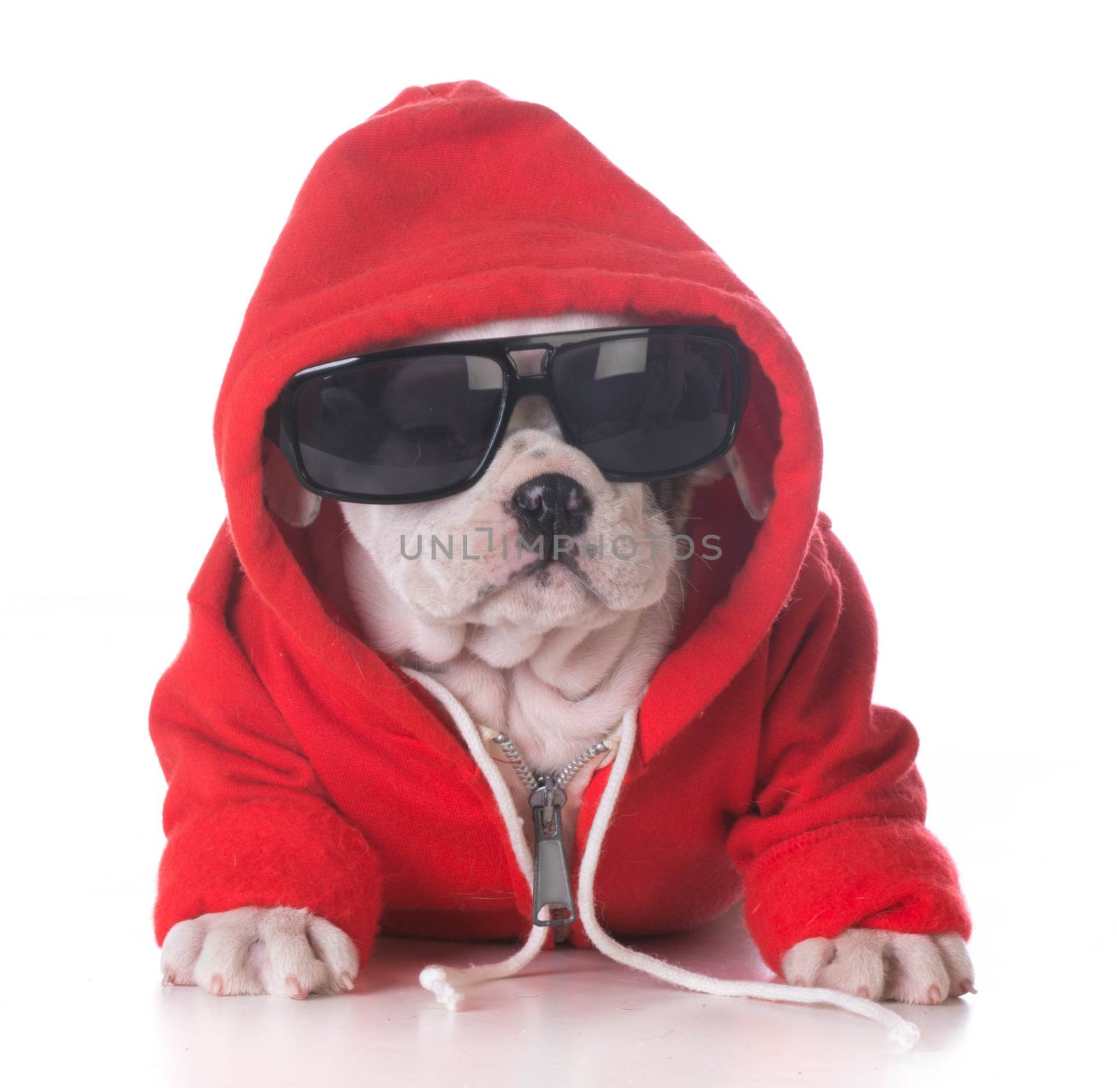 cool looking puppy sitting on white background