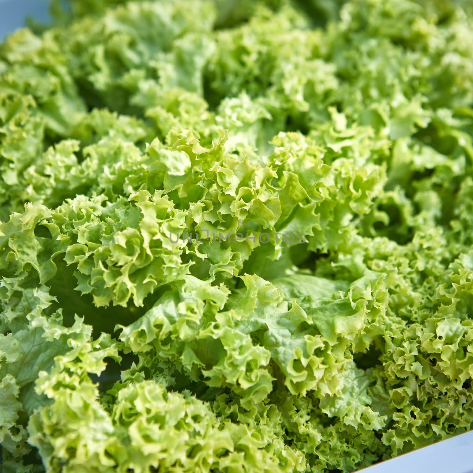 fresh green lettuce salad closeup. Shallow dof