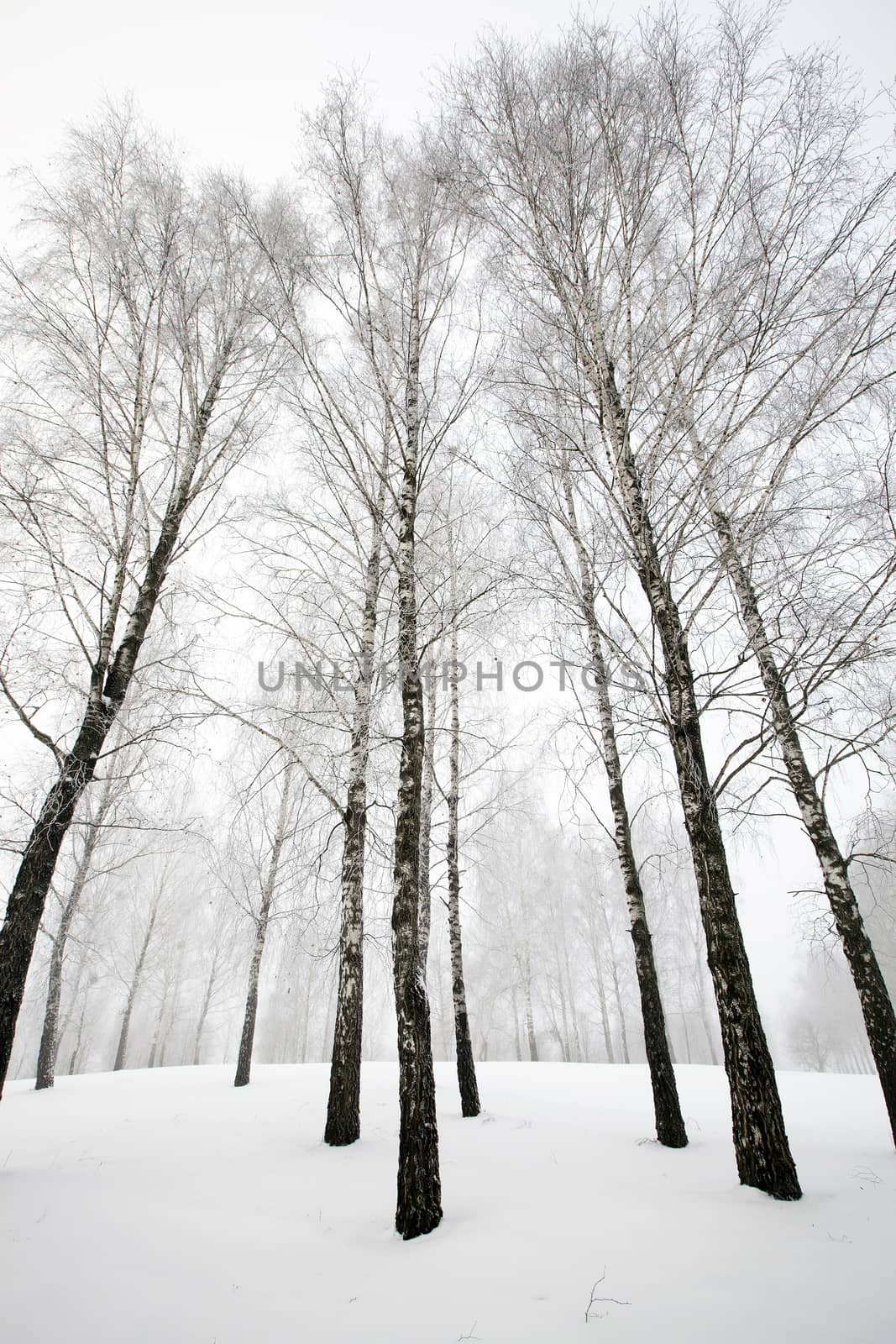  the birches growing in the wood in a winter season