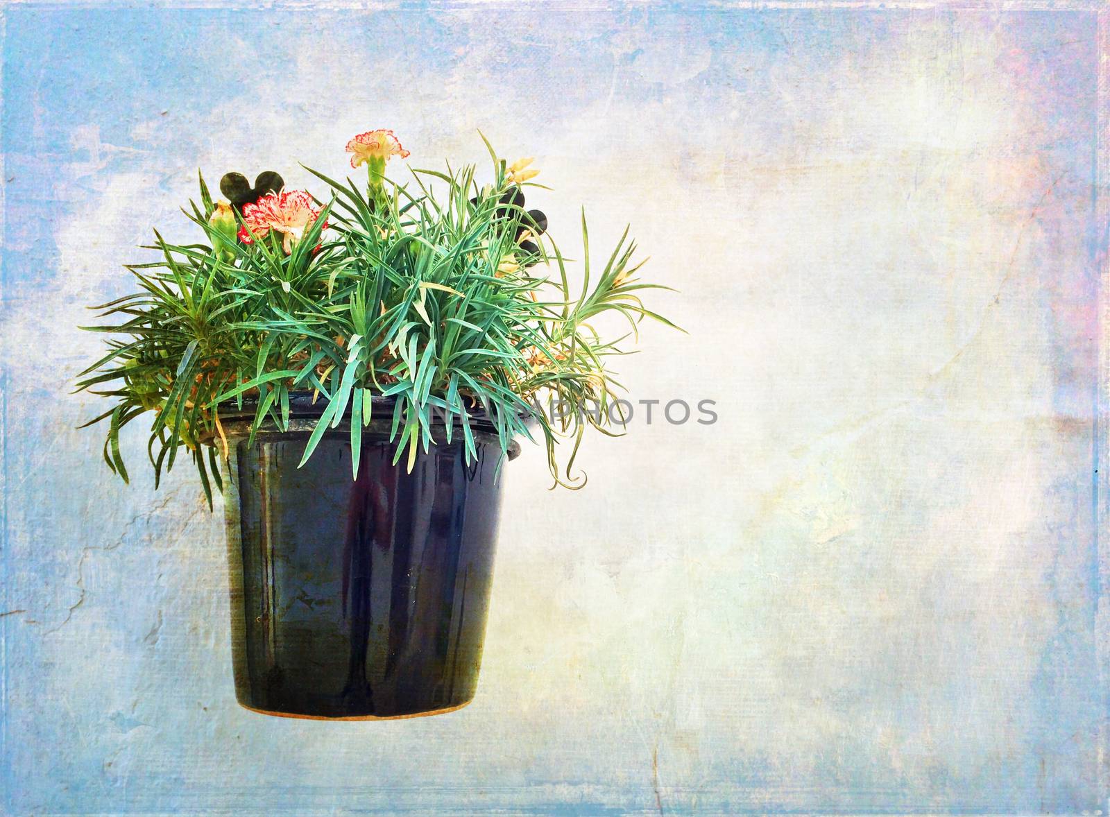 Carnations in a pot on artistic watercolor background.