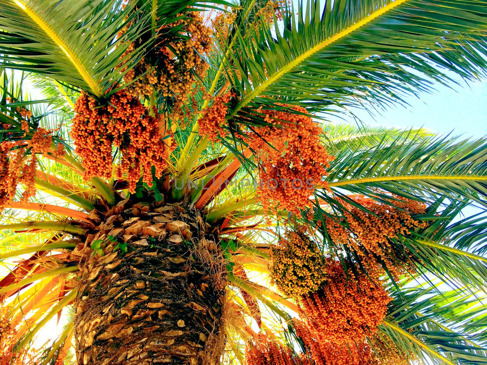 Vibrant tropical palm tree with orange fruits.