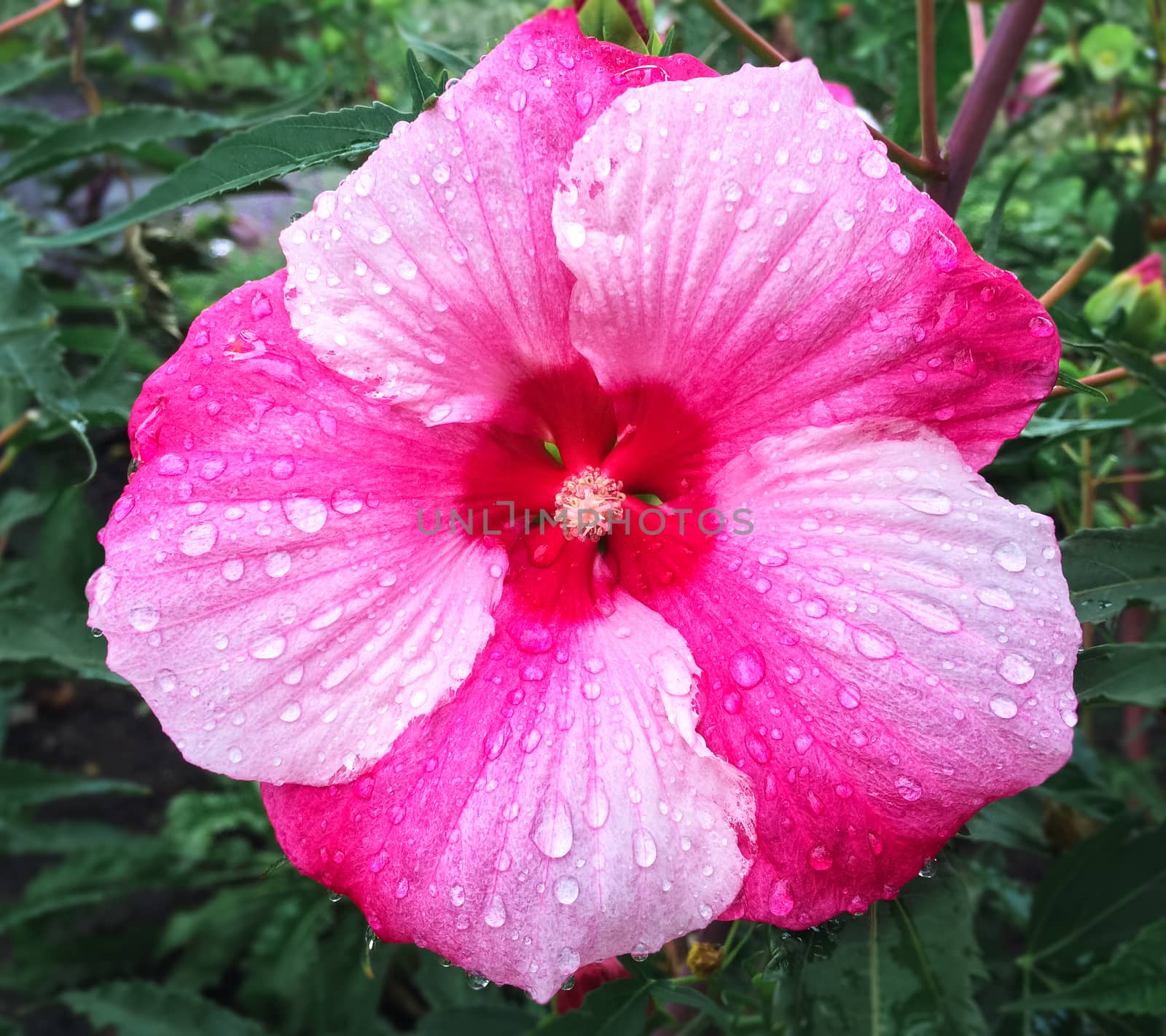 Close-up of a beautiful pink hibiscus flower in raindrops.