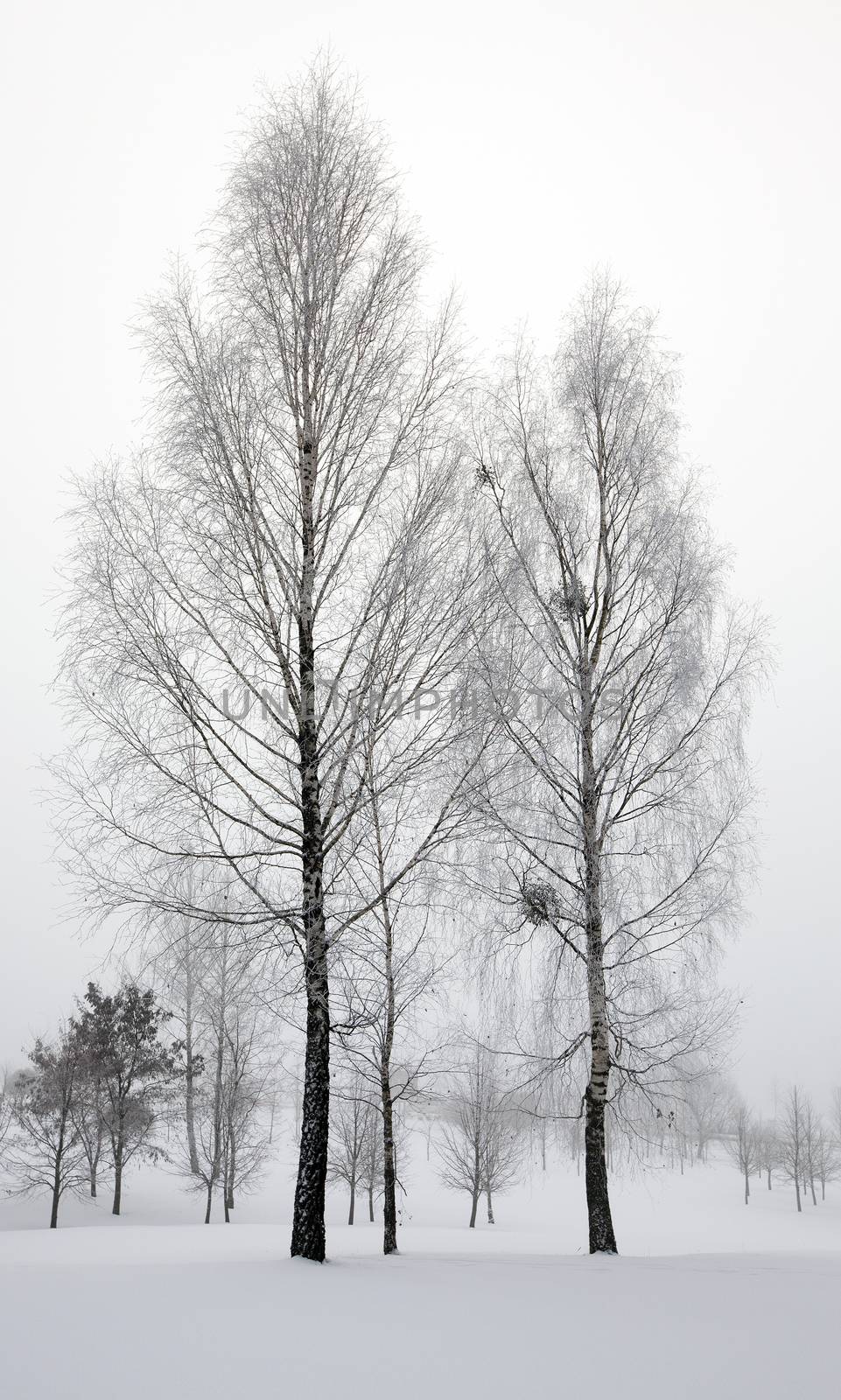 trees growing in the forest in winter