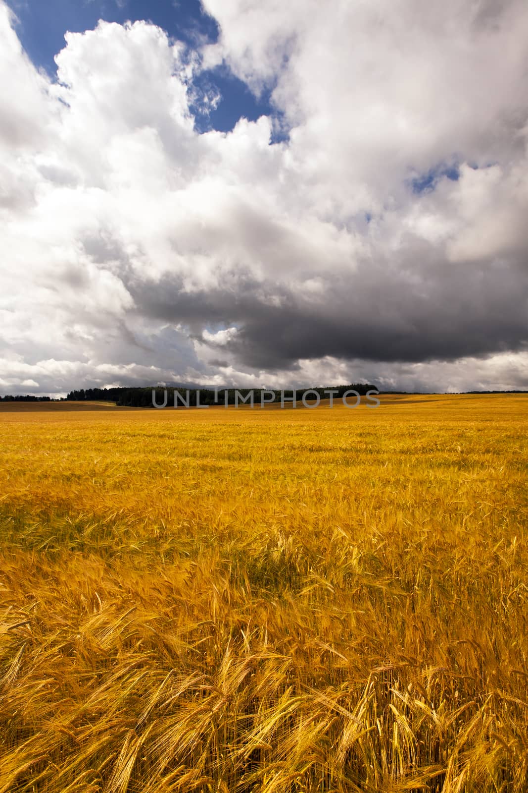   an agricultural field on which grow up barley. barley ripened and is ready in harvesting