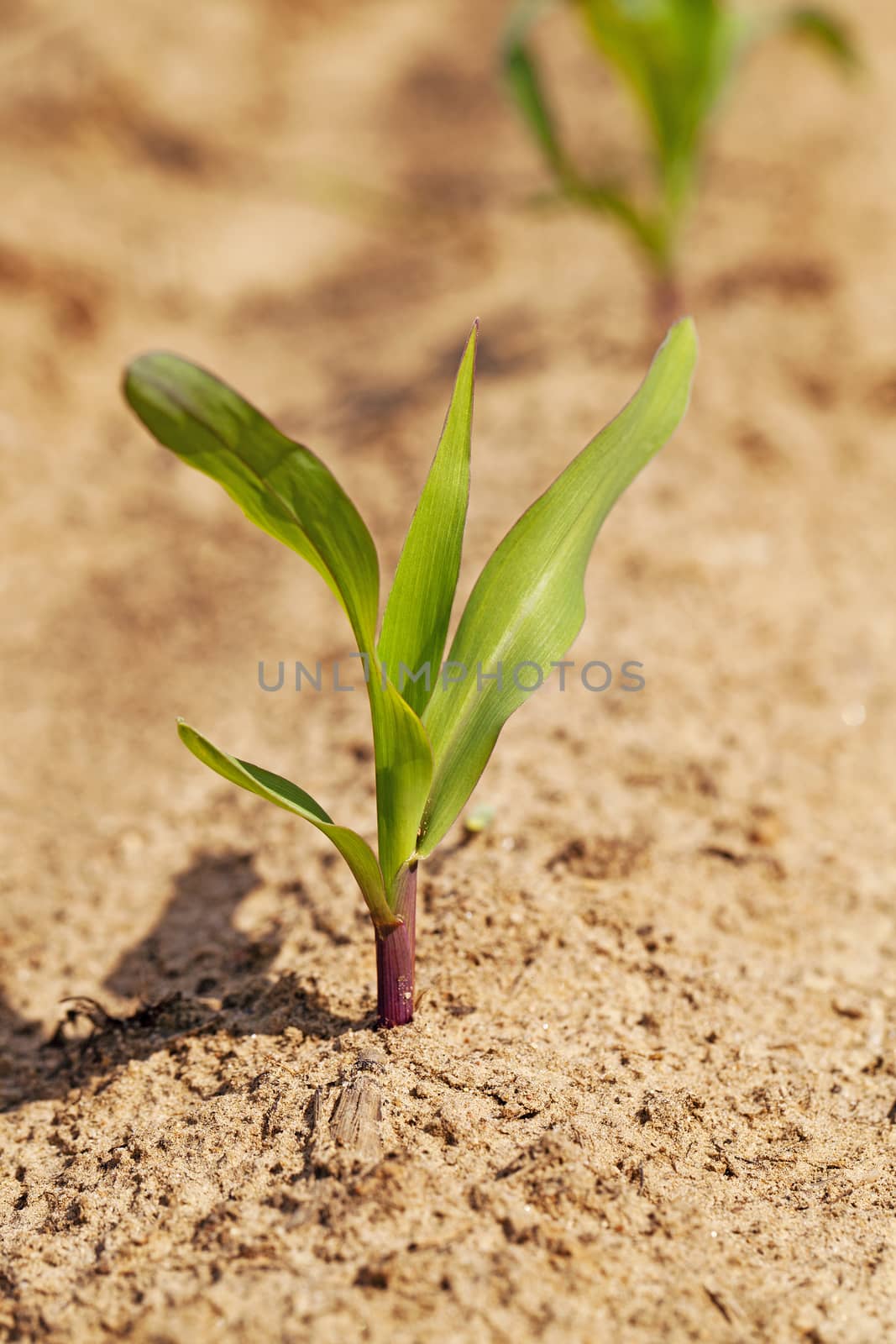  the small sprout of corn photographed by a close up.