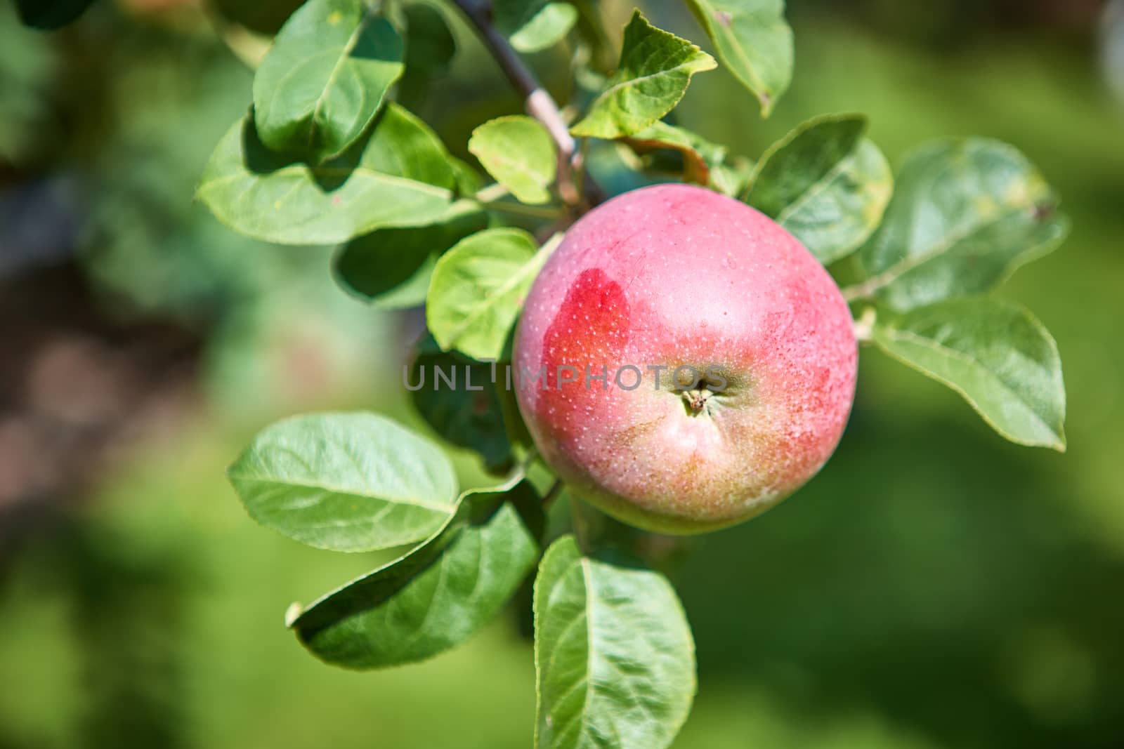 Organic apple tree with apple. Shallow dof