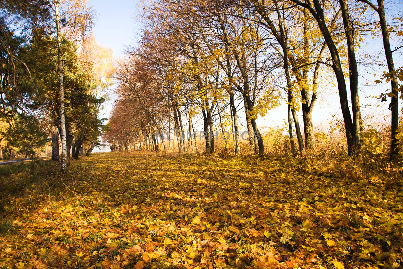 deciduous trees growing in the autumn of the year