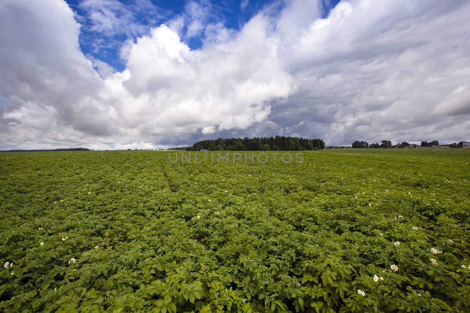  potatoes growing on an agricultural field. focus in the shot center