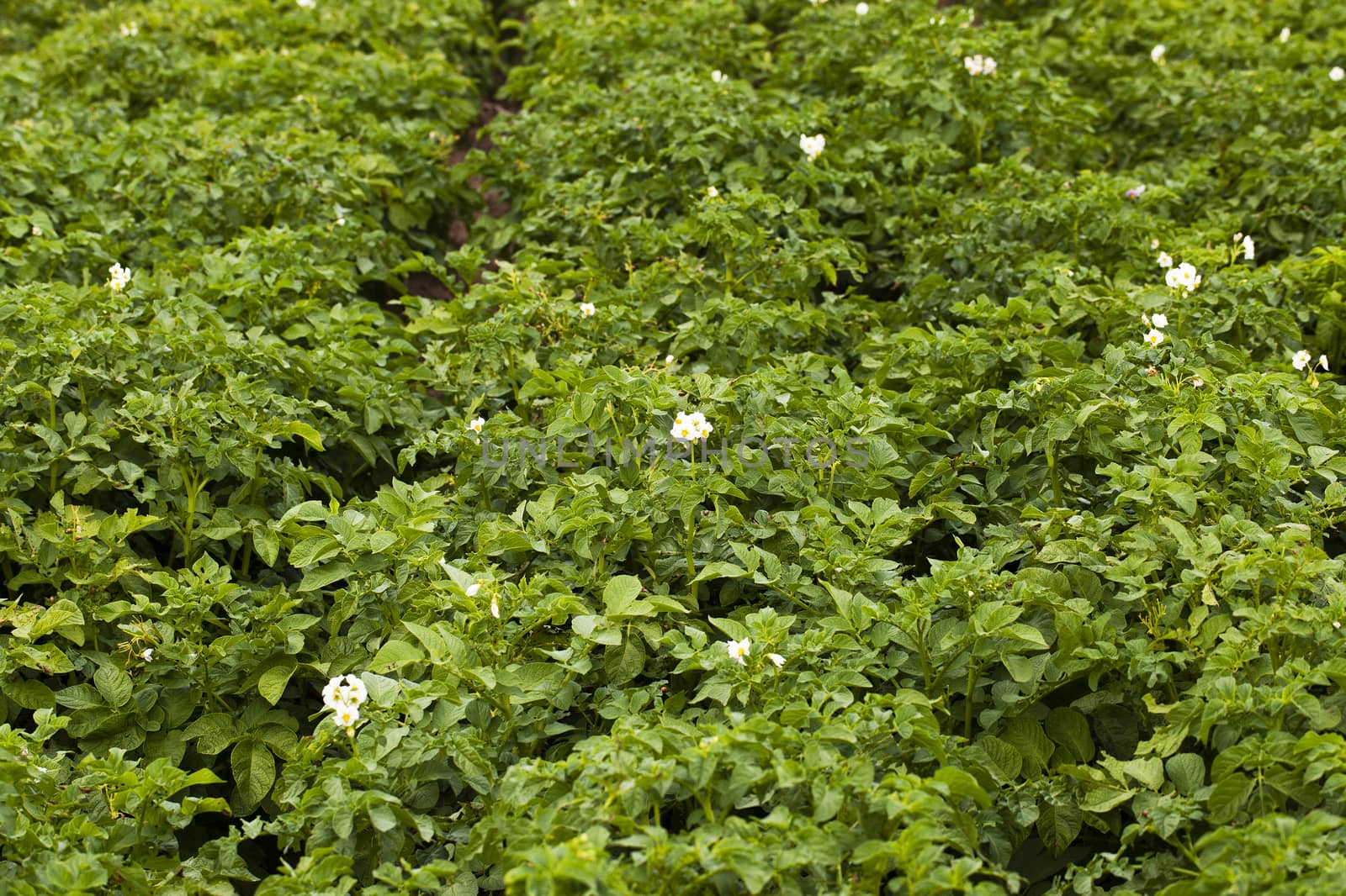  an agricultural field on which grow up potatoes. close up