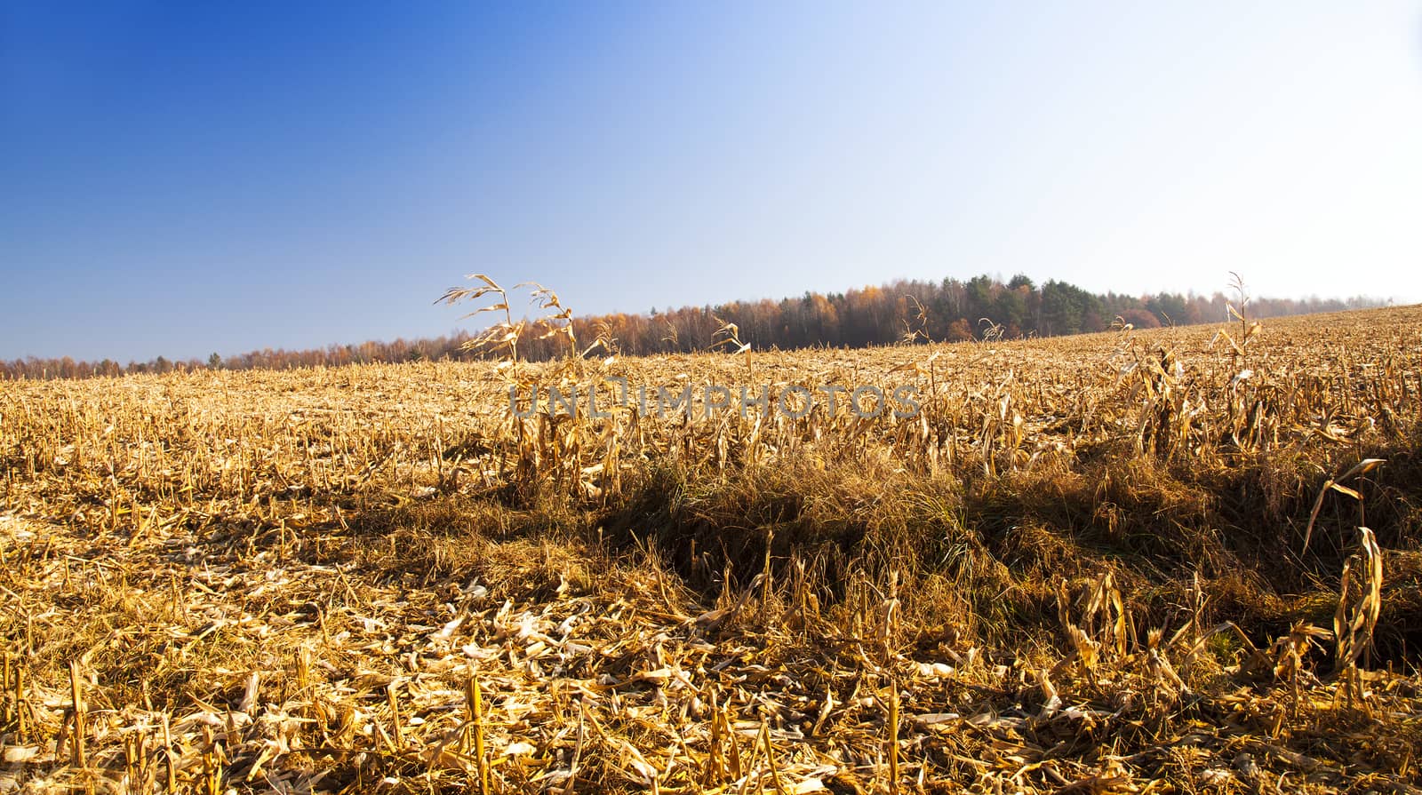  an agricultural field on which already carried out cleaning of the grown-up corn