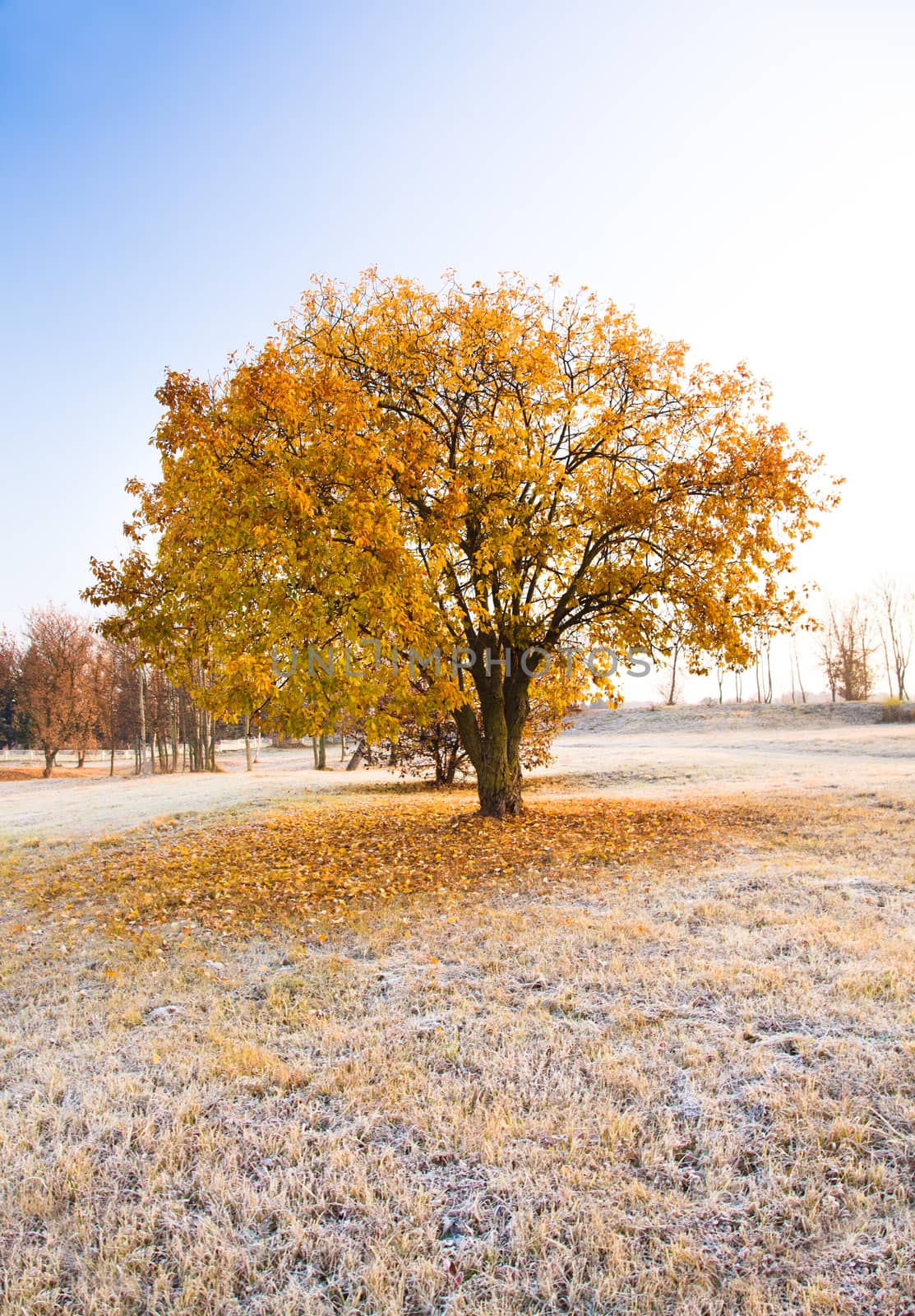 tree growing in a field in winter