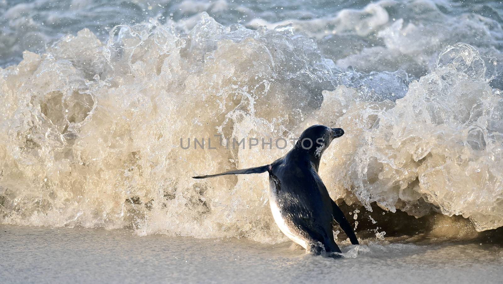 Waves and African penguin (spheniscus demersus) by SURZ