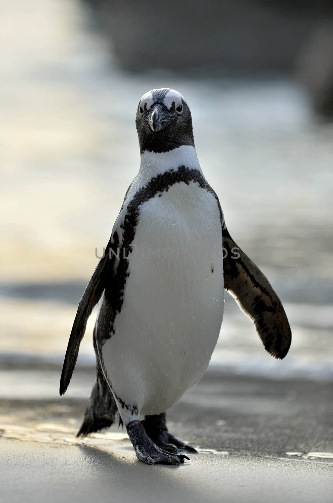 Portrait of African penguin (spheniscus demersus), also known as the jackass penguin and black-footed penguin is a species of penguin Boulders colony in Cape Town, South Africa. 